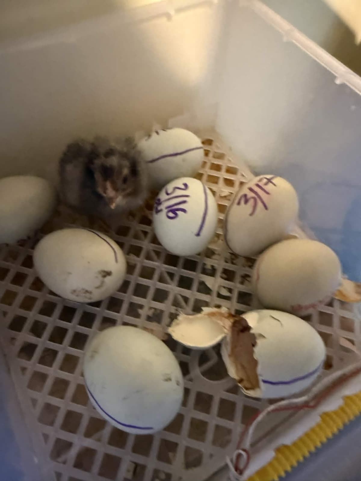 Newly hatched among the remaining eggs in the incubator