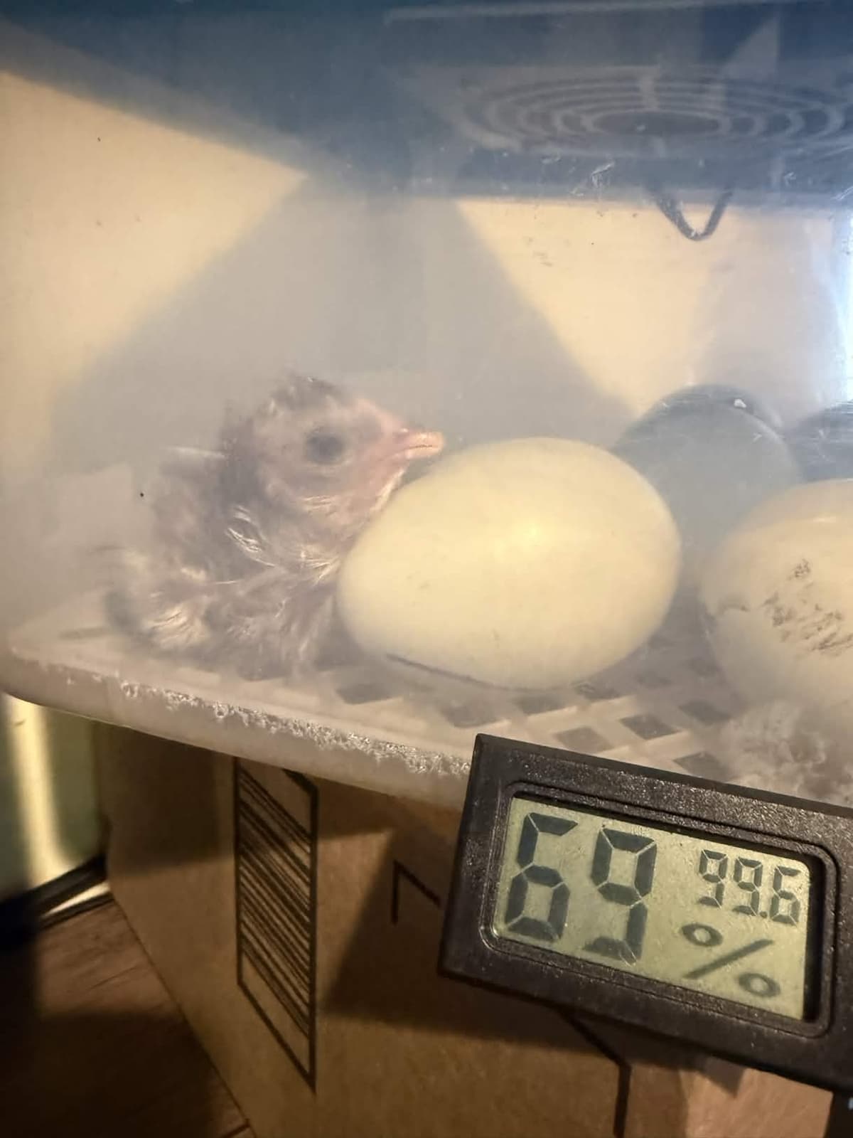 99.6°F and 69% humidity — textbook hatch conditions