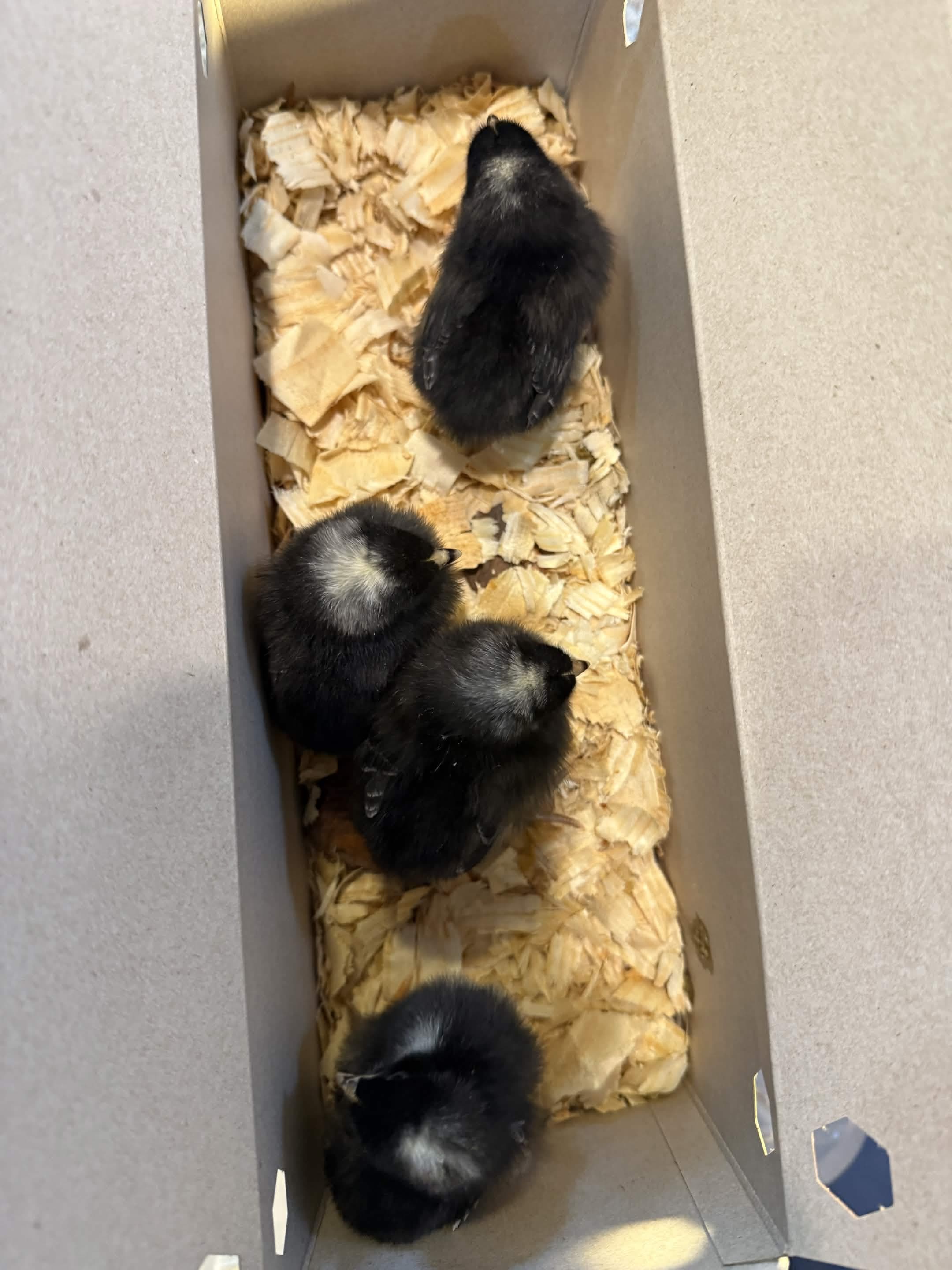 Barred Rock chicks (2)