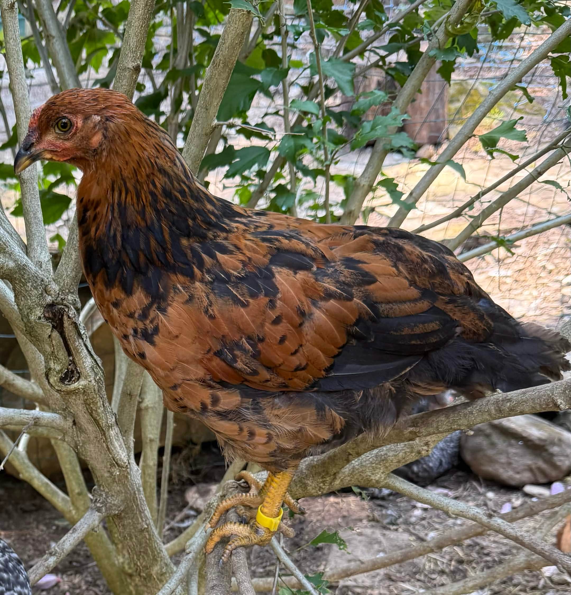 Horstabird