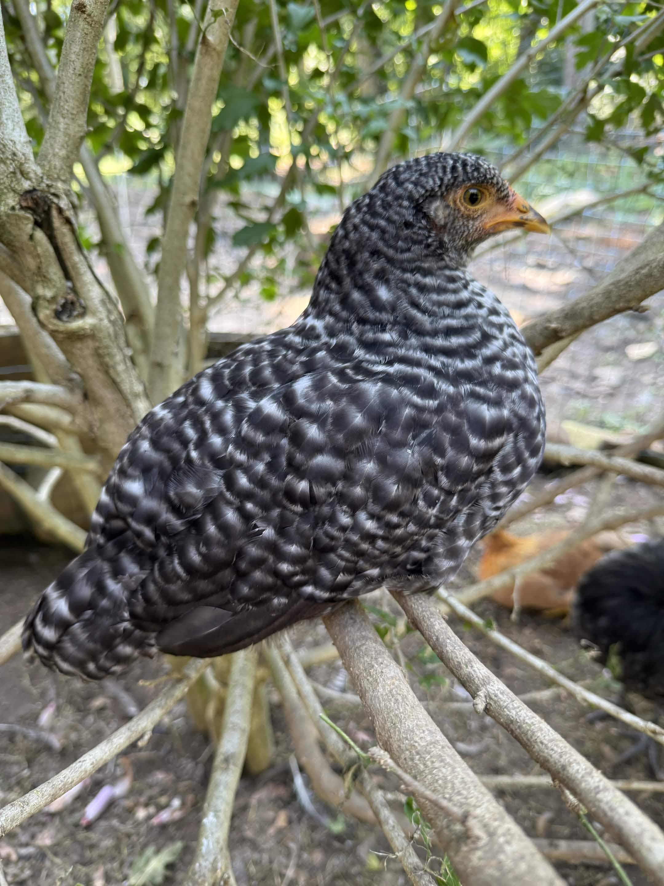 A black-and-white barred chicken perches on a branch, eye alert and feathers crisp.