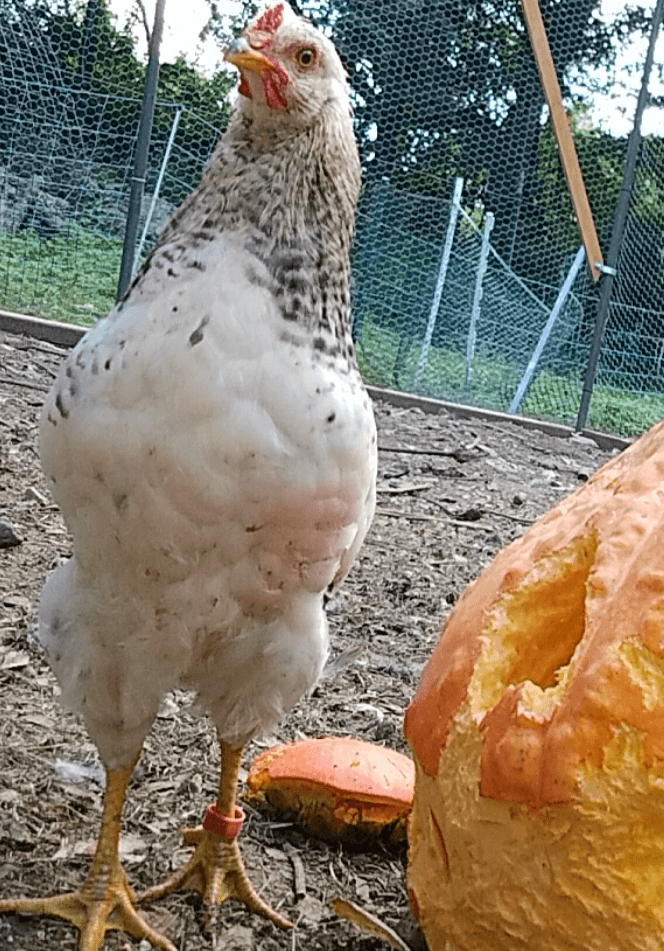A white chicken with speckled neck and red comb looks straight into the lens, standing near a pumpkin half-eaten.