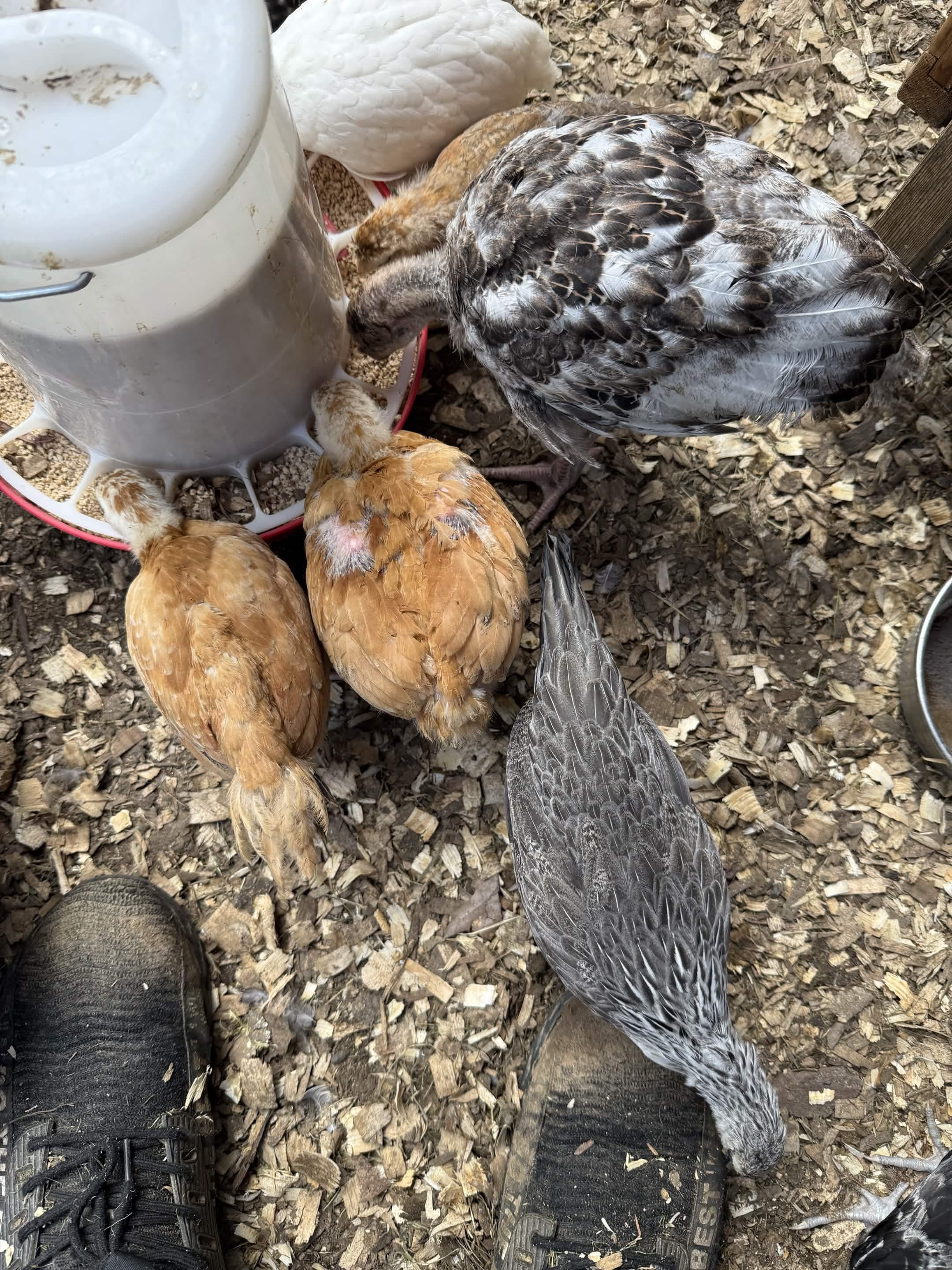 Tractor Supply chicks โ May batch (6)