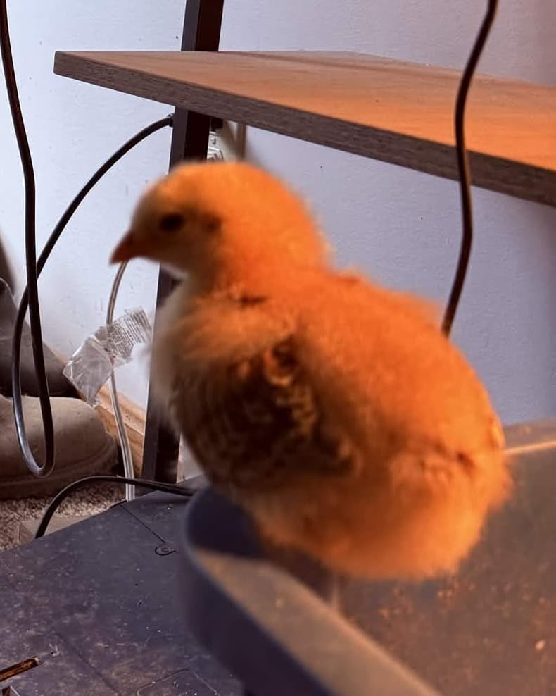 On the brooder rim at twelve days (cropped from the wide command-center shot)
