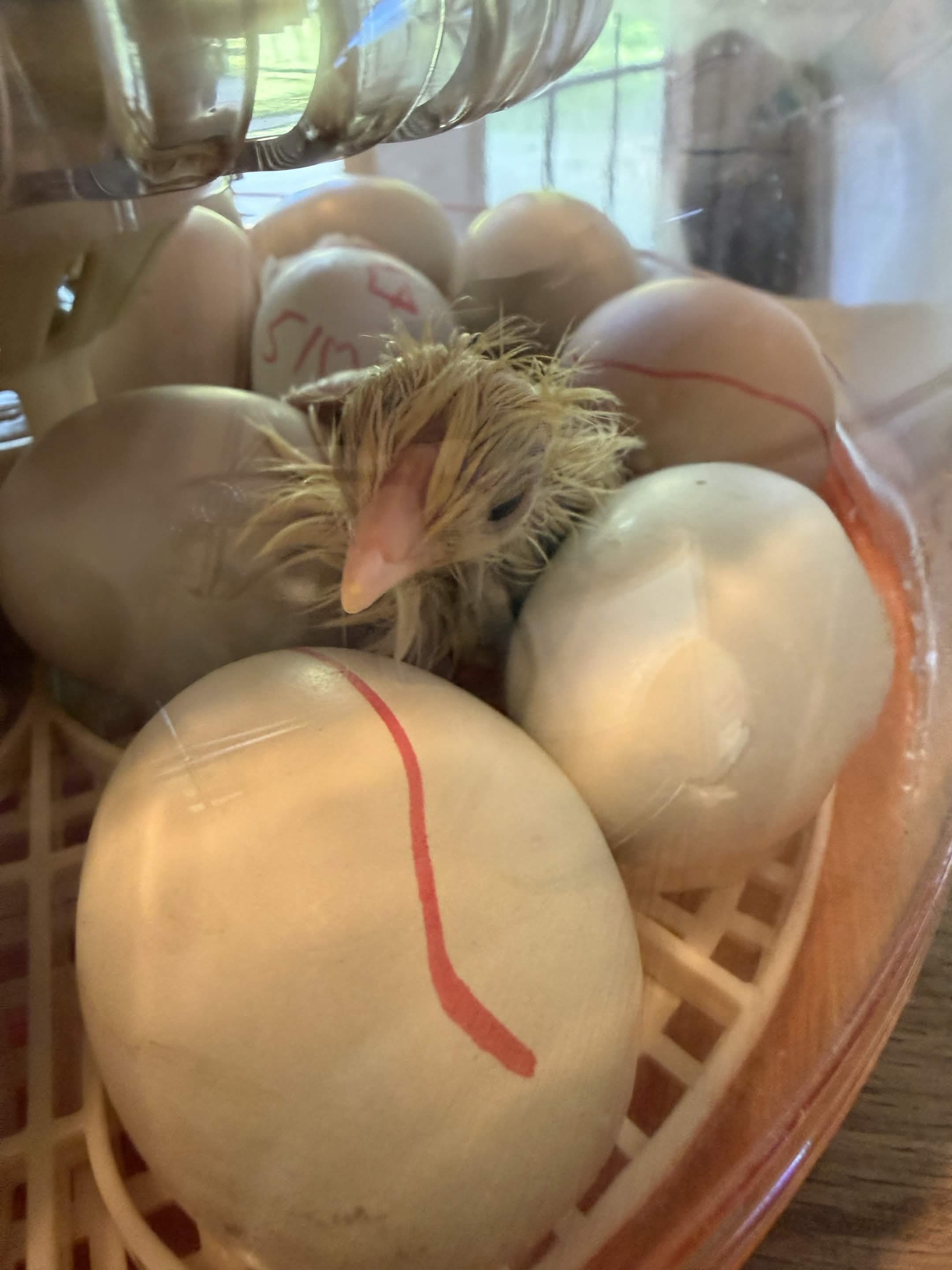 Hatch day, 2 Jun 2026 — Birdimir freshly out of the shell in the egg basket, wet yellow/buff down, beside the red-line-marked NI clutch eggs.