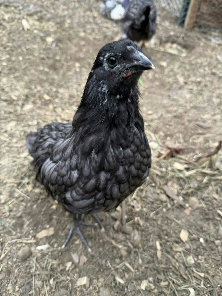 Ravenessa