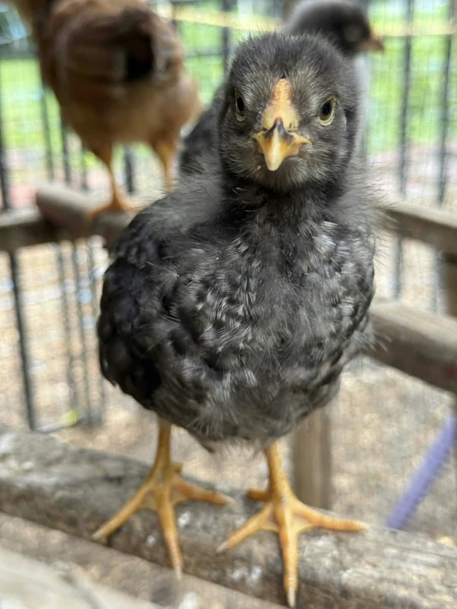 Day 20 on the rail, facing the camera — ID suspected, not confirmed (dark juvenile, two flockmates blurred behind)