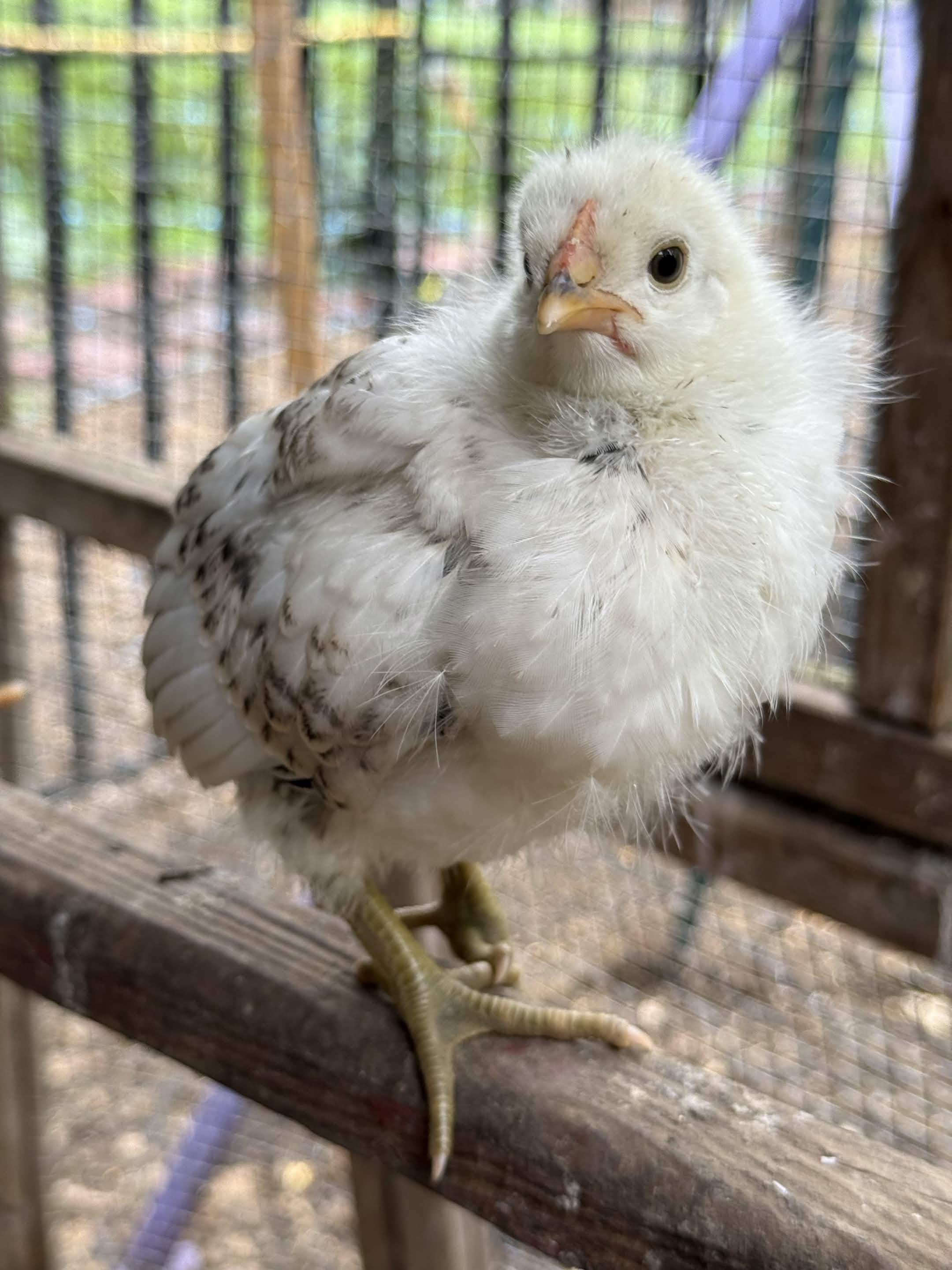 Day 20, 22 Jun 2026 — feathered out on a coop rail: mostly white with scattered black wing- and tail-feather speckles.