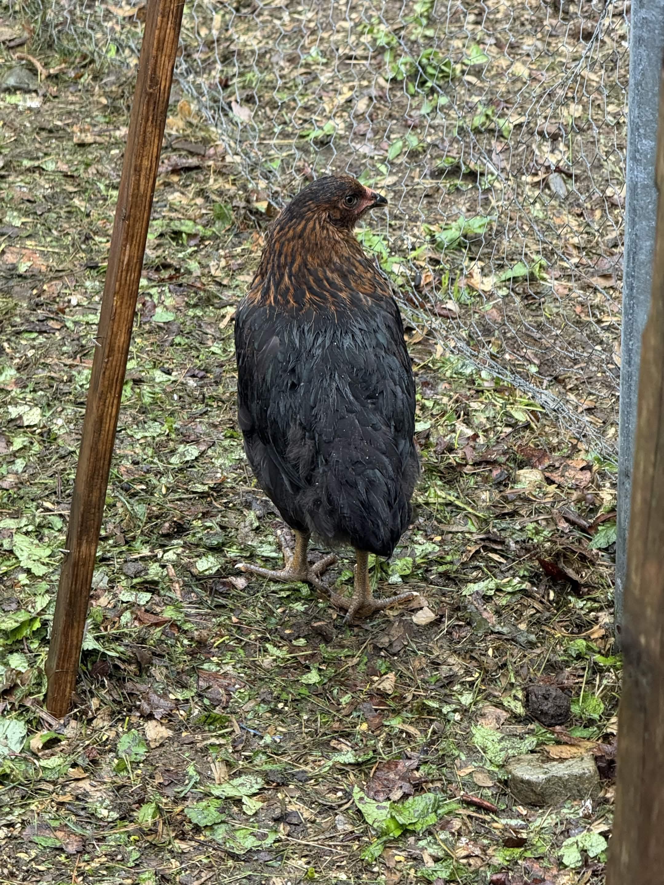 Birdadotta, 23 Jun 2026 (day 59) — rear three-quarter; black saddle/tail feathering, rust hackle, yellow legs.