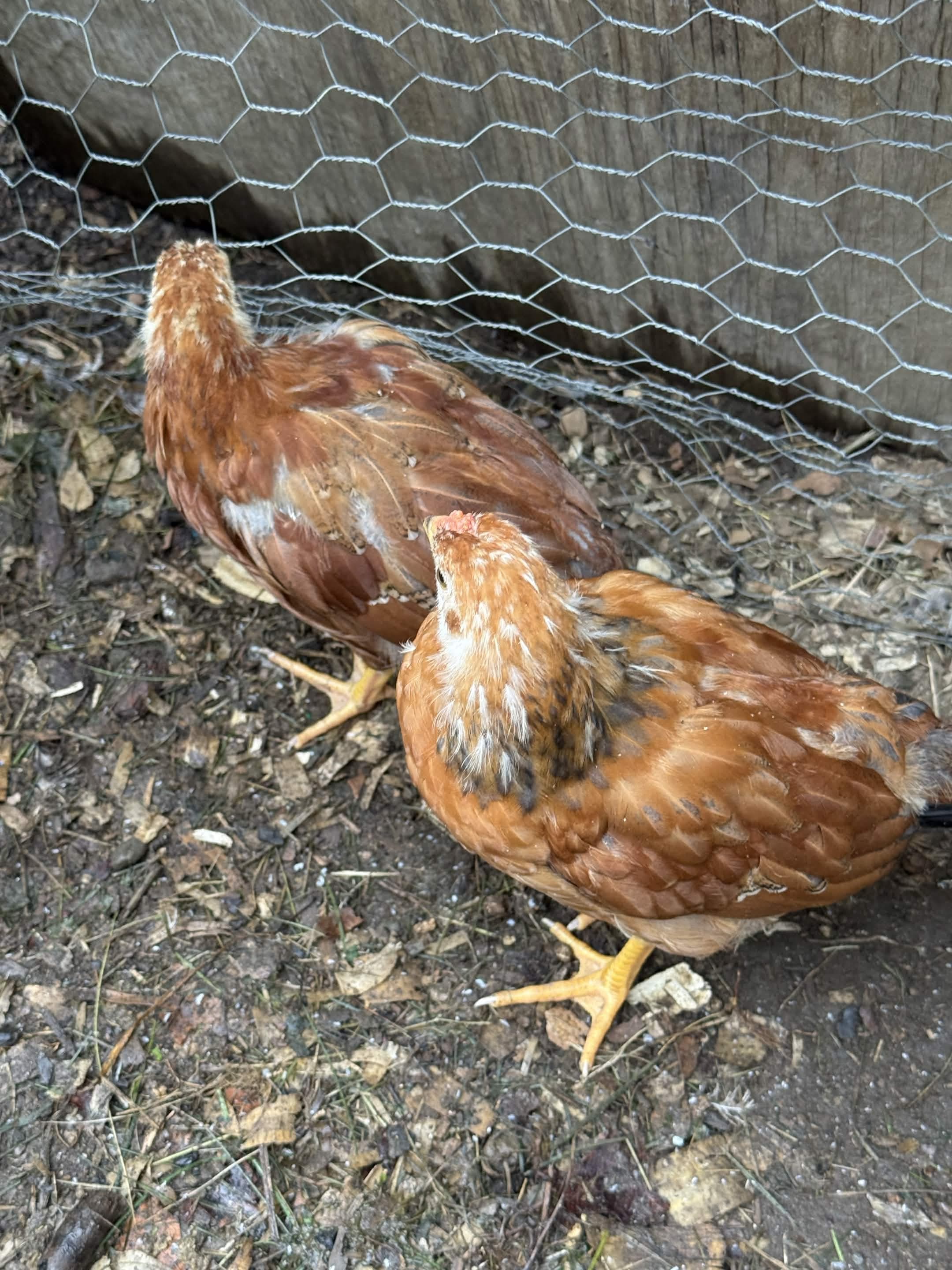 23 Jun — side by side with Birdsilla along the run fence