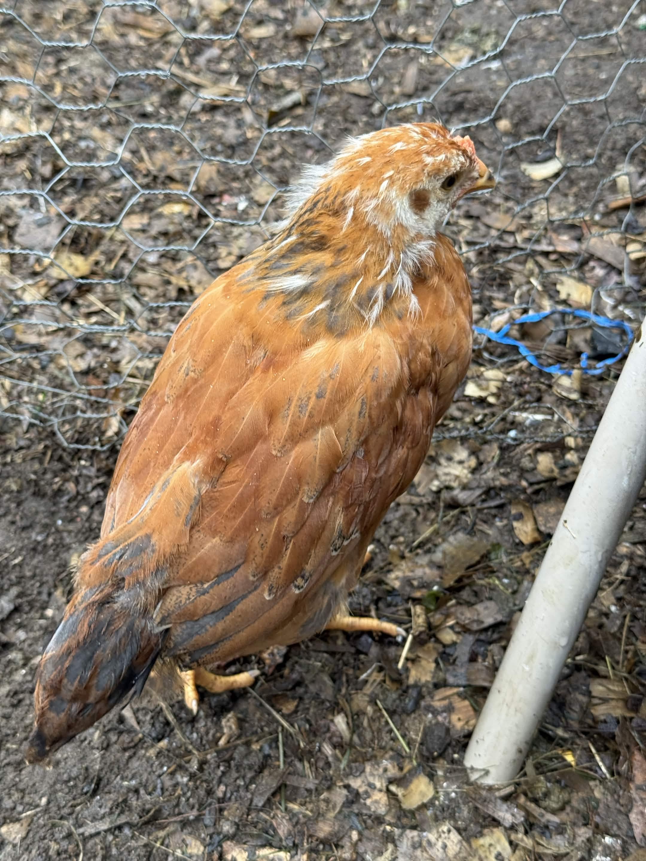 23 Jun — red-gold juvenile by the run fence, head turned in profile
