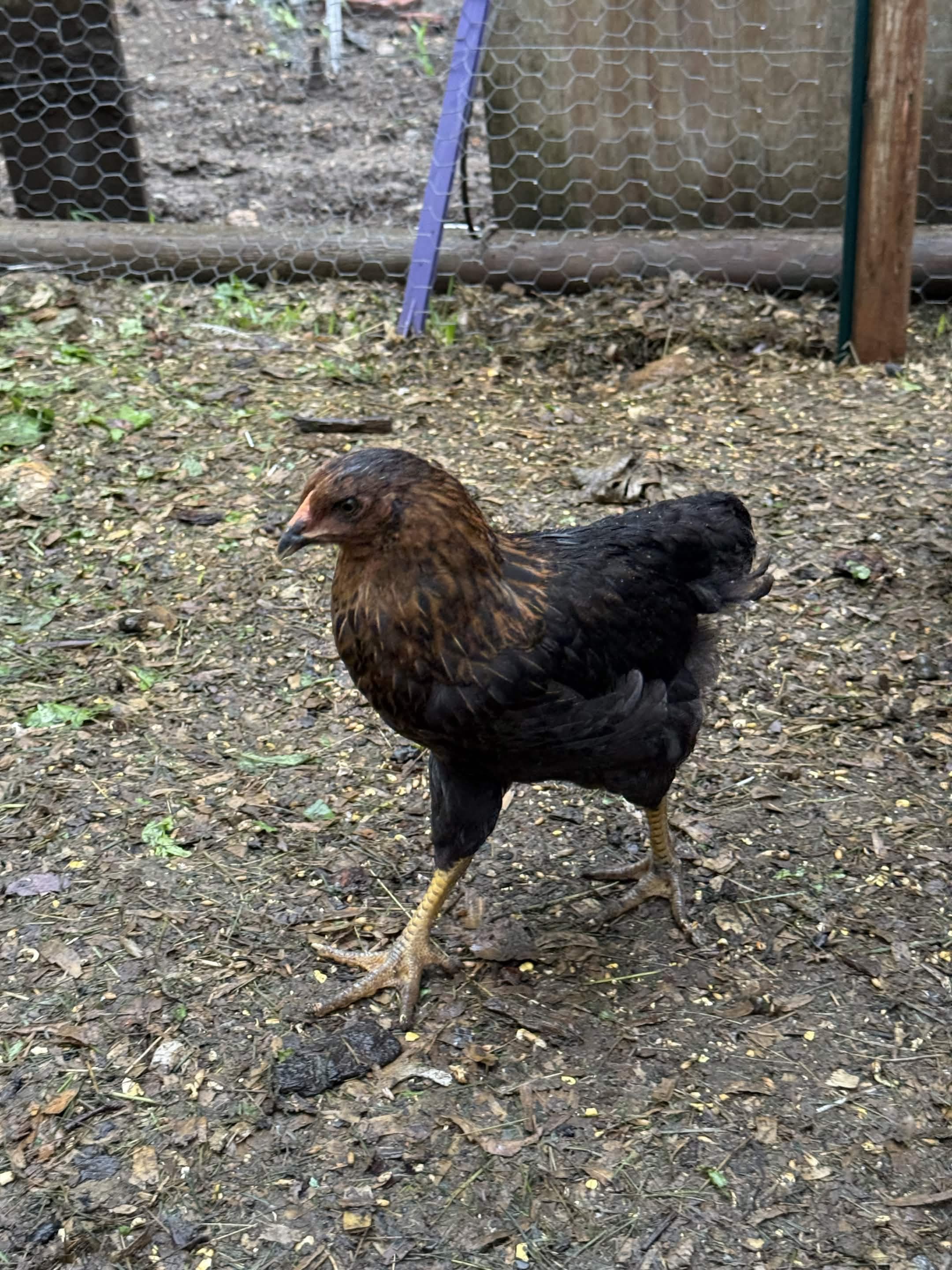 Birdadotta, 23 Jun 2026 (day 59) — front three-quarter in the run; black body plumage with rust-auburn hackle, single red comb developing. Boss-confirmed ID.