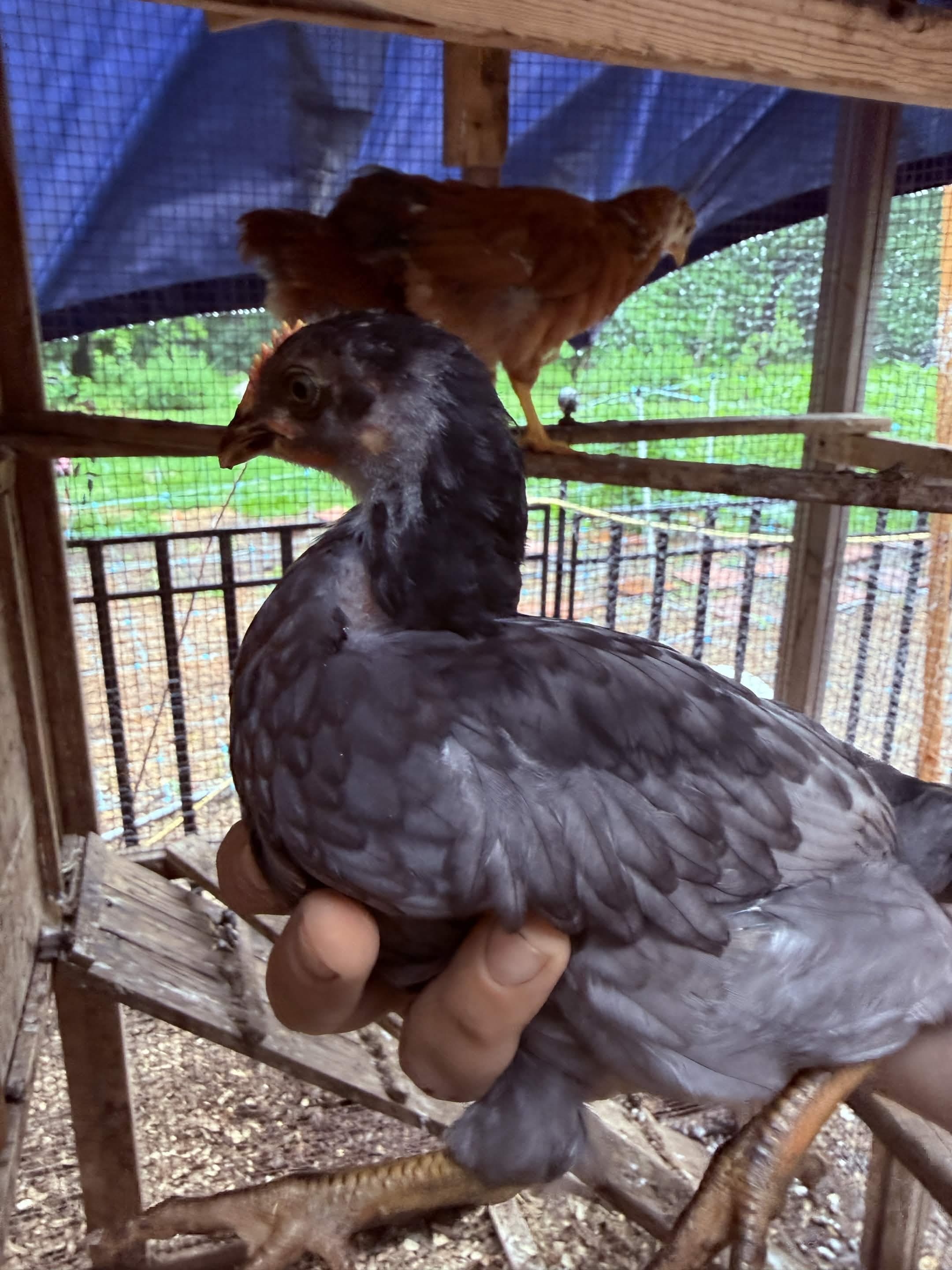 Henriella, 23 Jun 2026 (day 38) — front three-quarter on a coop rail under the gazebo roof; slate/blue-gray laced body, rust wash on the breast, dark grizzled head with a pale throat, small single red comb, yellow legs. Boss-confirmed ID.