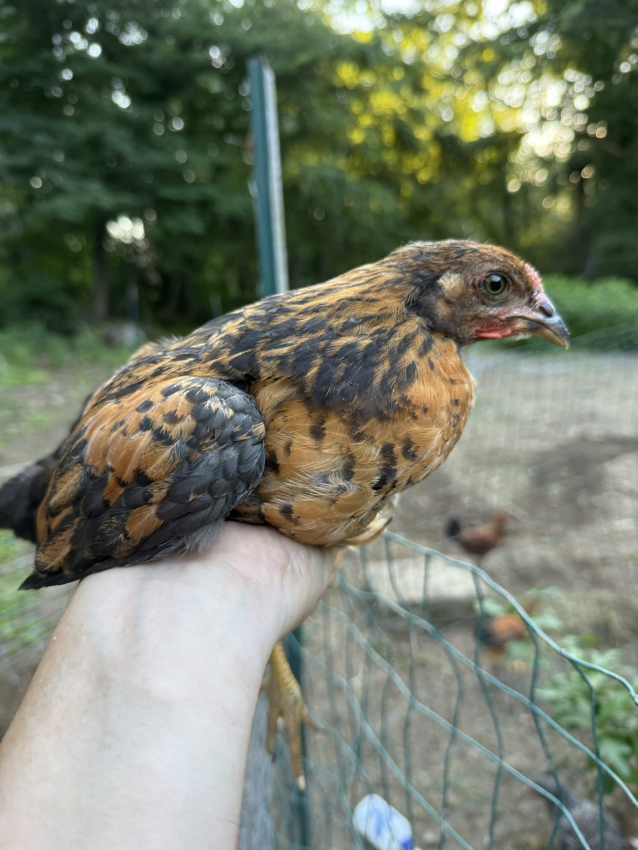 Hand portrait at the run fence — orange/rust ground with dark black mottling, red wattles developing, LBRJ rust tell visible on face and throat