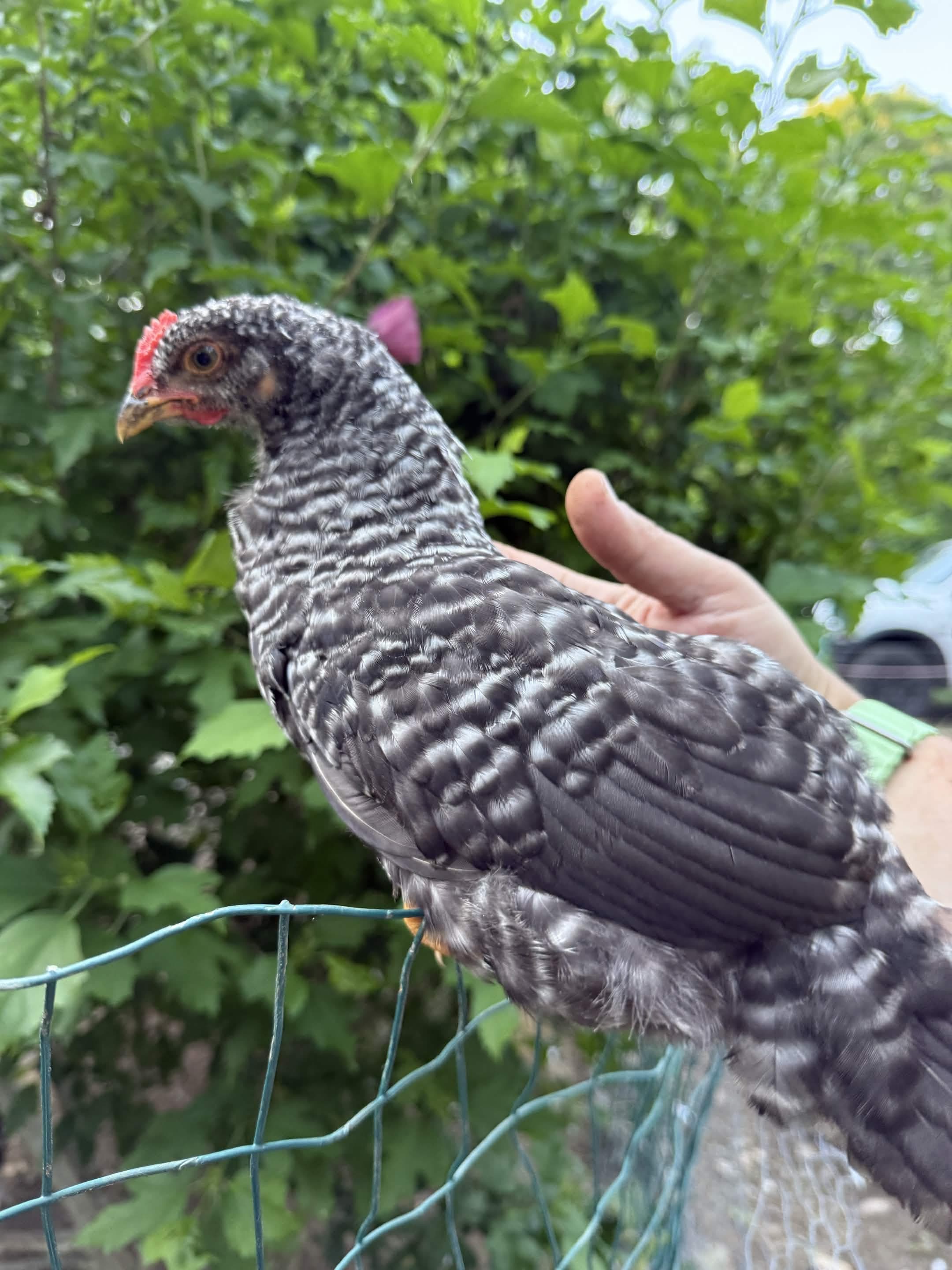 First committed solo portrait (IMG_7655) — the silver/blue-gray barred sister, held at the fence. Boss-confirmed 2026-07-21 as 'the silver one,' resolving the silver dispute in Henriessa's favor.