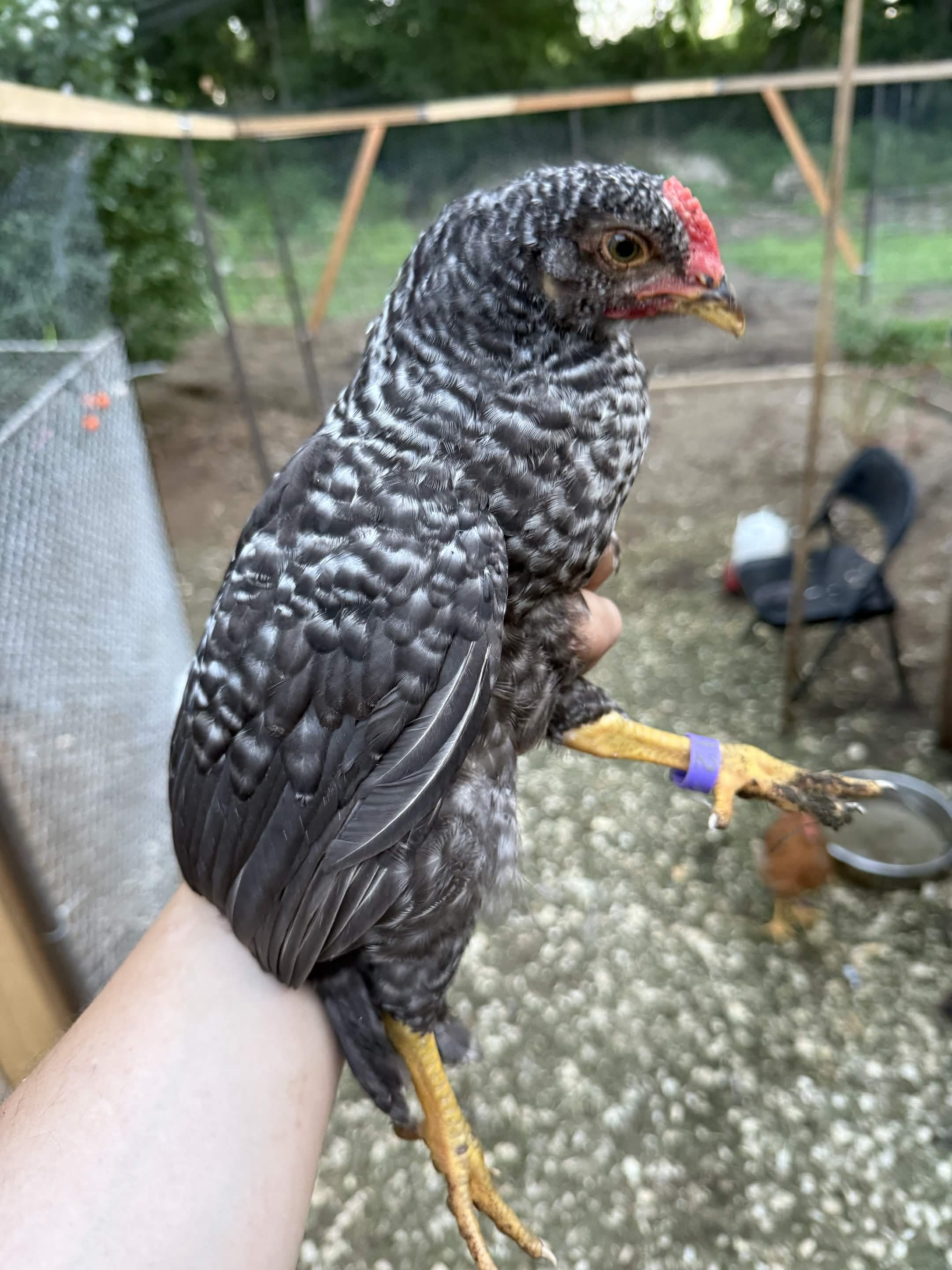 Hand-held portrait in coop — full body showing dark black/gray lacing pattern, developing comb and wattles, purple band #12 on left leg. Wing feathering well developed.