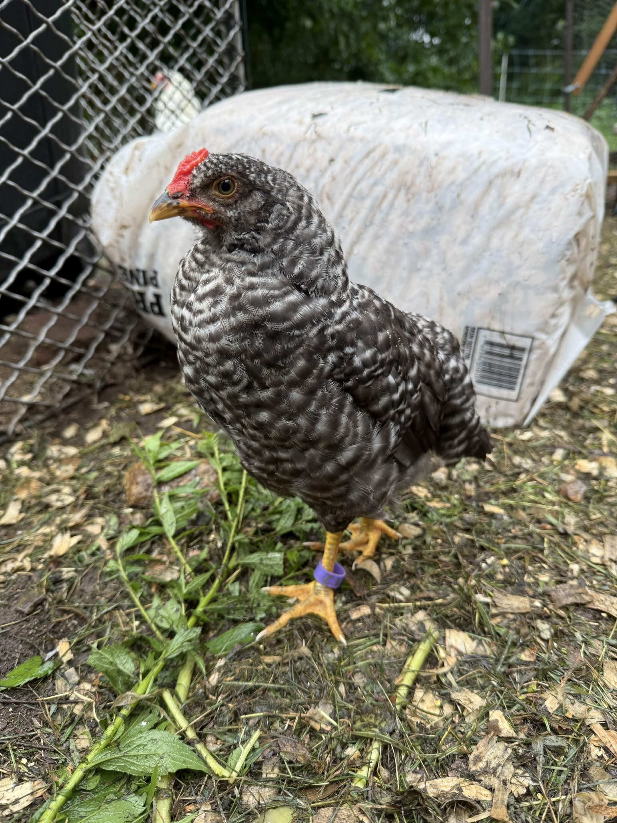 Solo portrait standing in yard — dark gray/dark lacing plumage, red comb developing, purple leg band #12 clearly visible. Boss-confirmed identity.