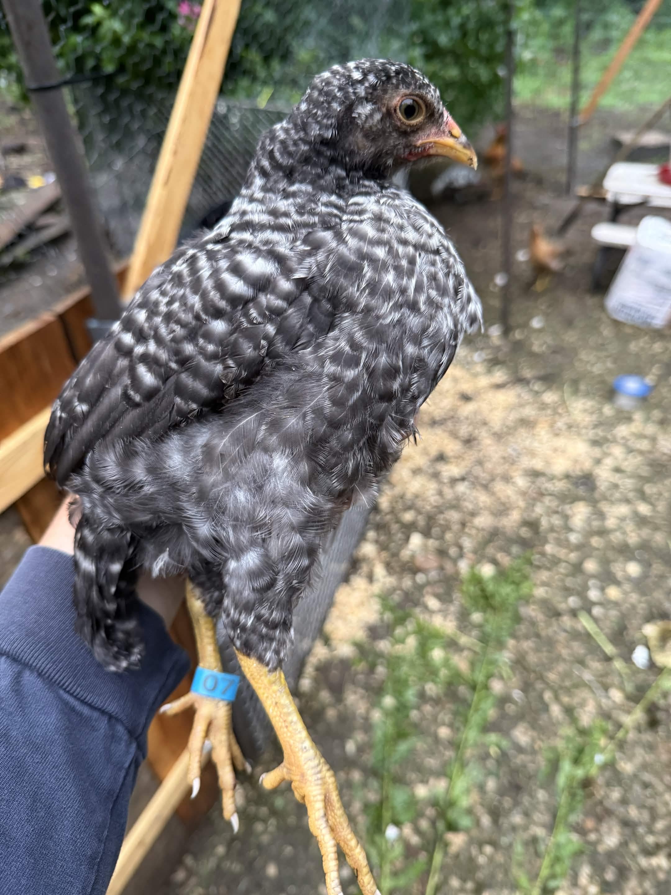 Adelbird, dated photo