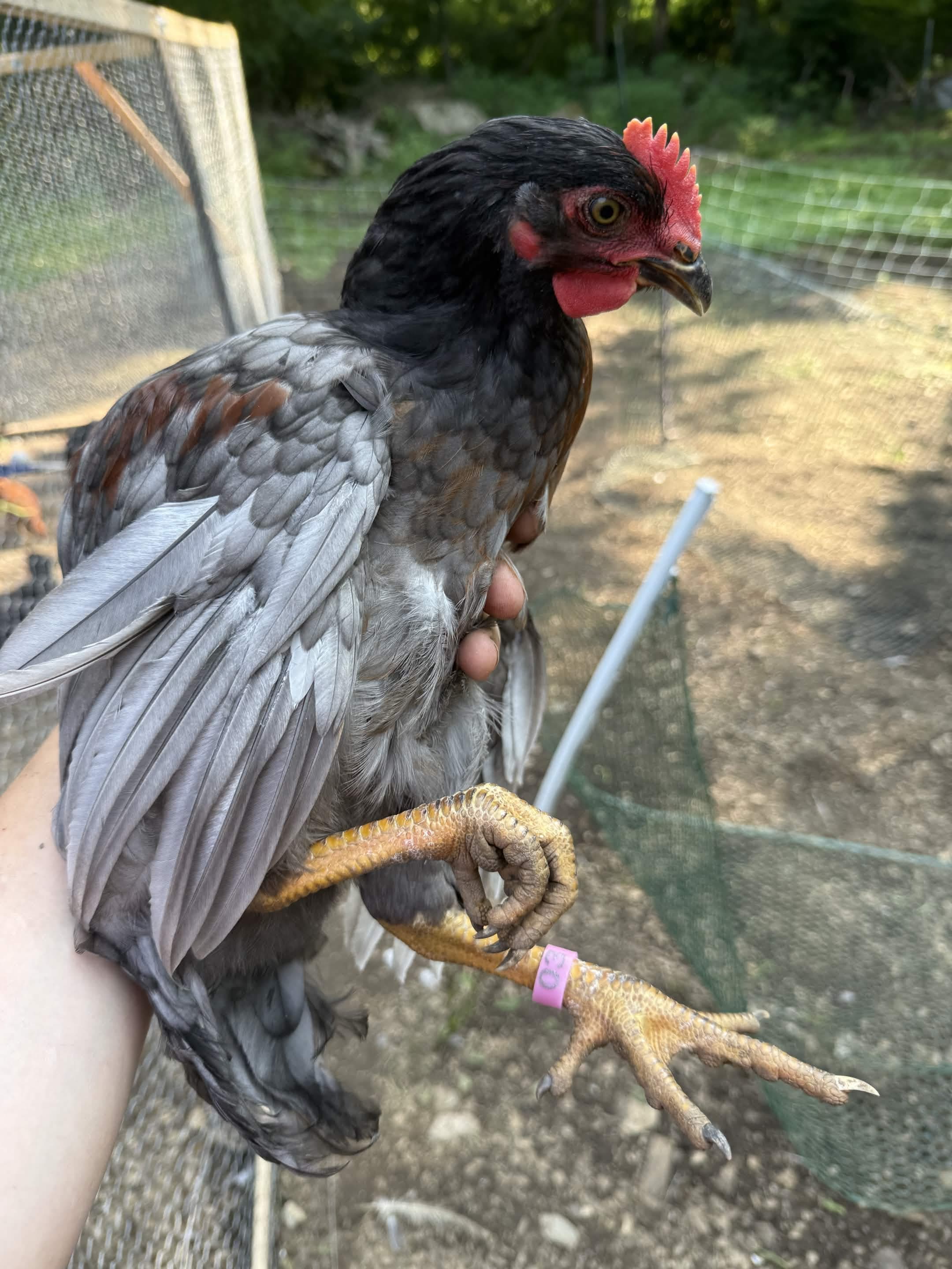 A large adult chicken with black head, grey body, and red comb is held in a person's hand, one leg extended with a pink band. The bird’s eye is visible, but it is turned away from the camera, not engaging with the lens. The background shows a wire-mesh enclosure and dirt ground.