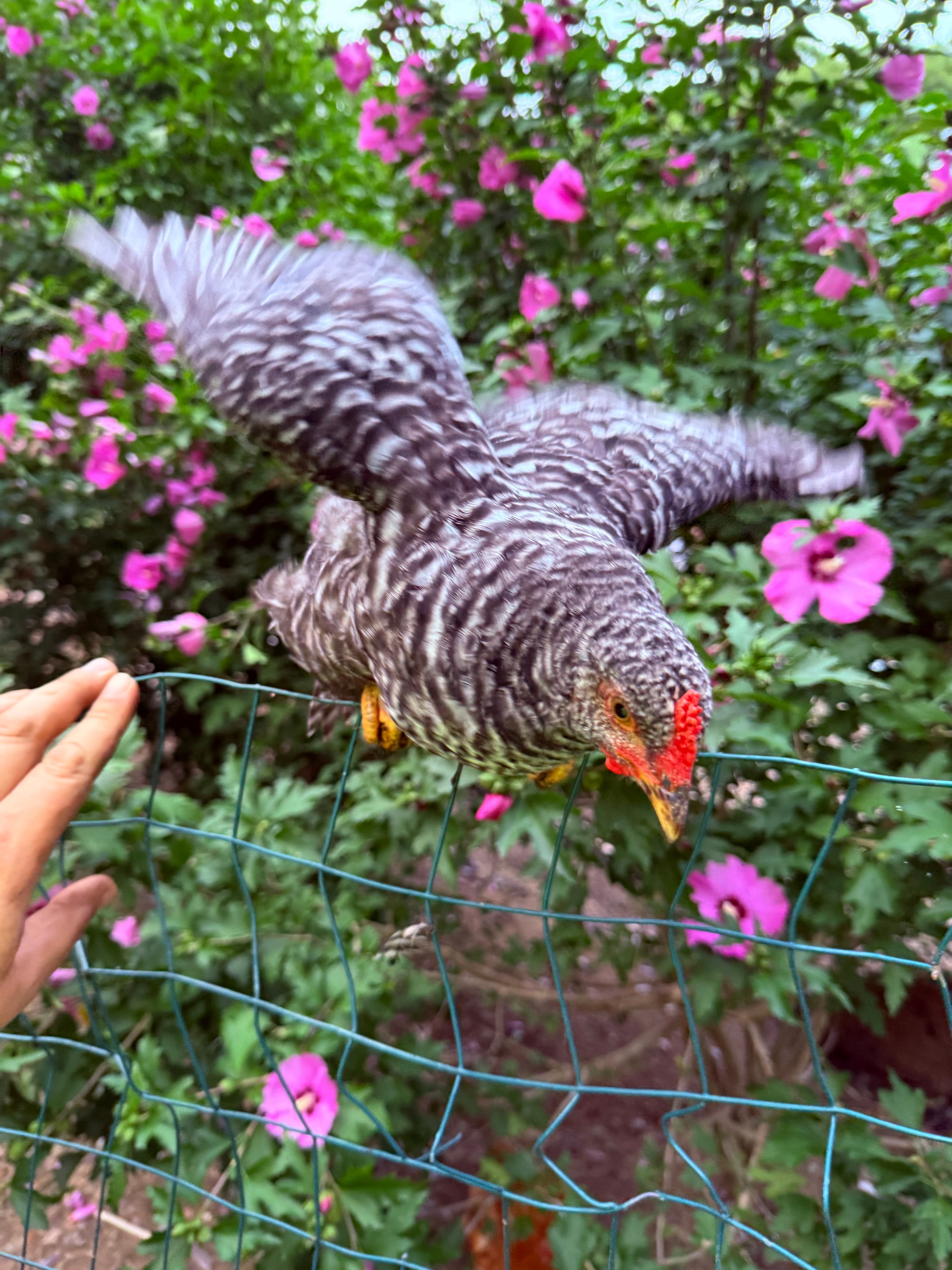 Close-up mid-flap, wings spread wide, red comb and barred plumage sharp against the pink rose of Sharon. Boss-confirmed identity.