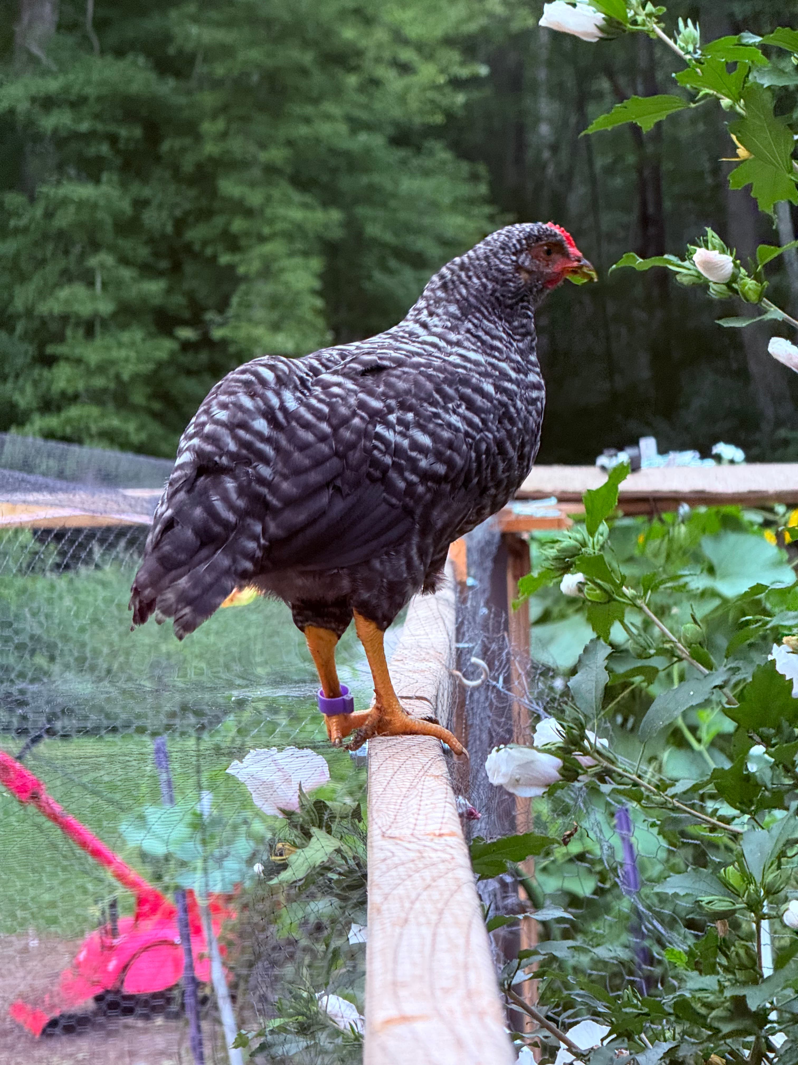 Perched on the enclosure rail among white rose of Sharon, purple leg band #12 clearly visible — full black-and-white barred adult plumage. Boss-confirmed identity.