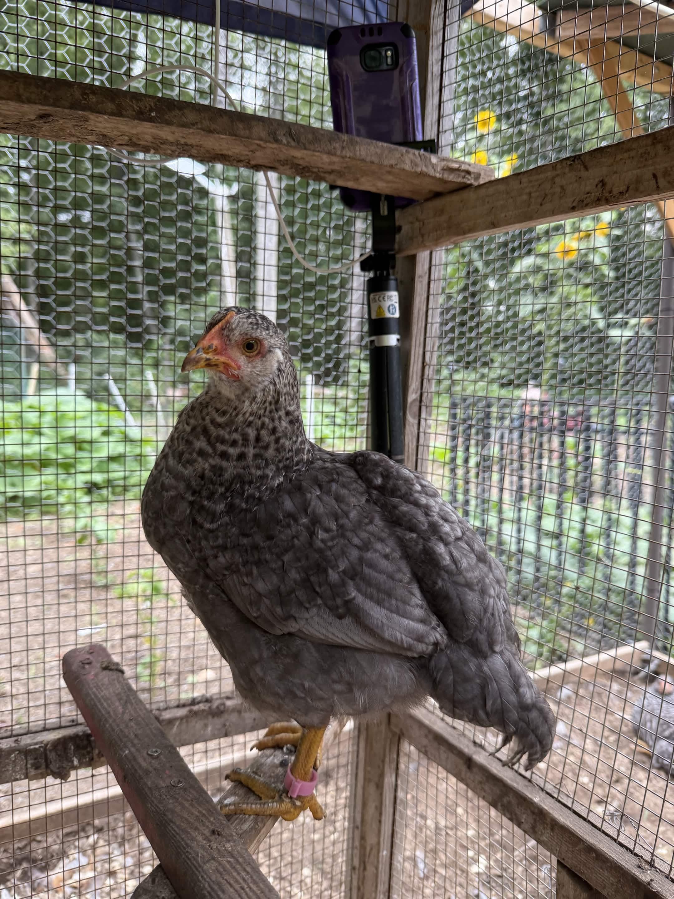 A grey-speckled hen perches on a wooden beam, eyeing the camera with a calm gaze.
