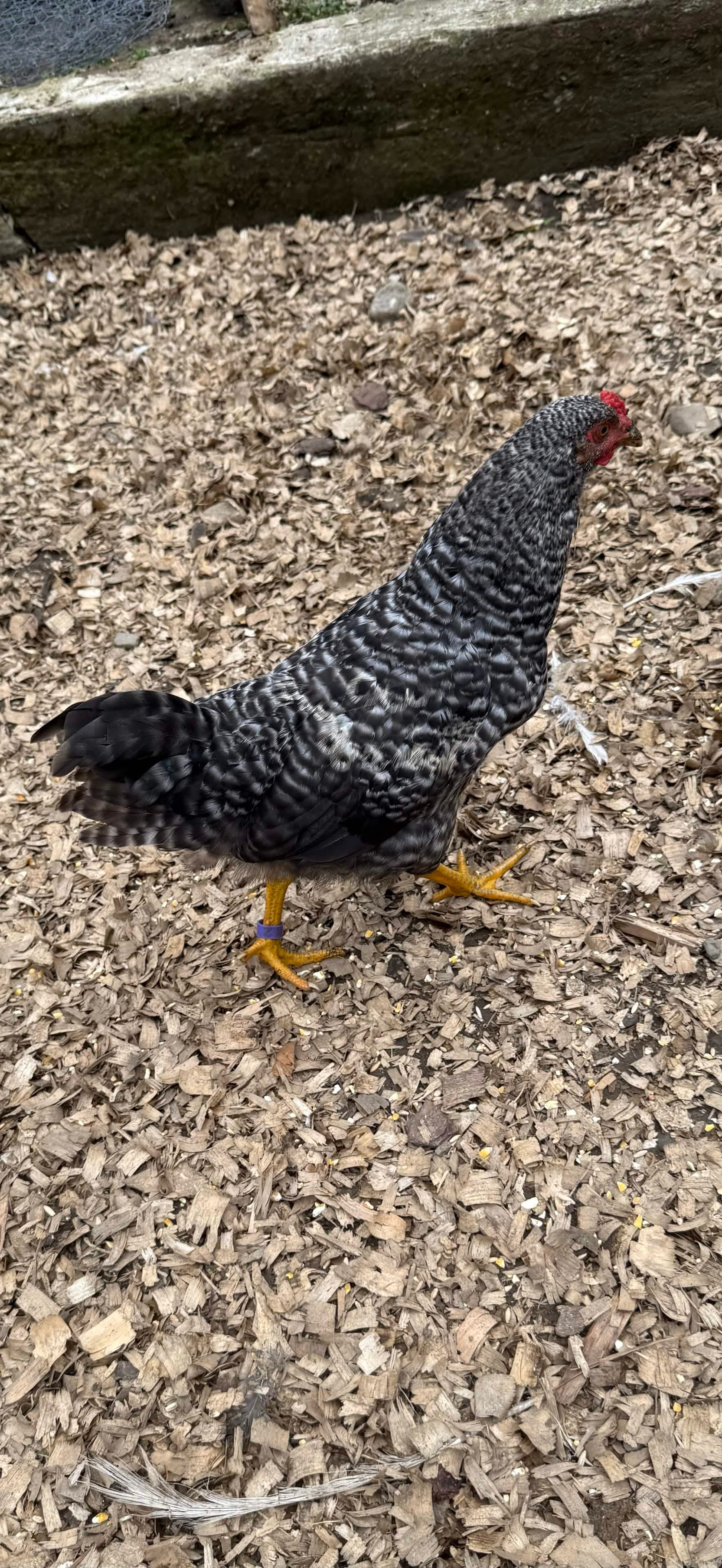A black-and-white barred hen stands alert, eye fixed on camera, comb bright red.
