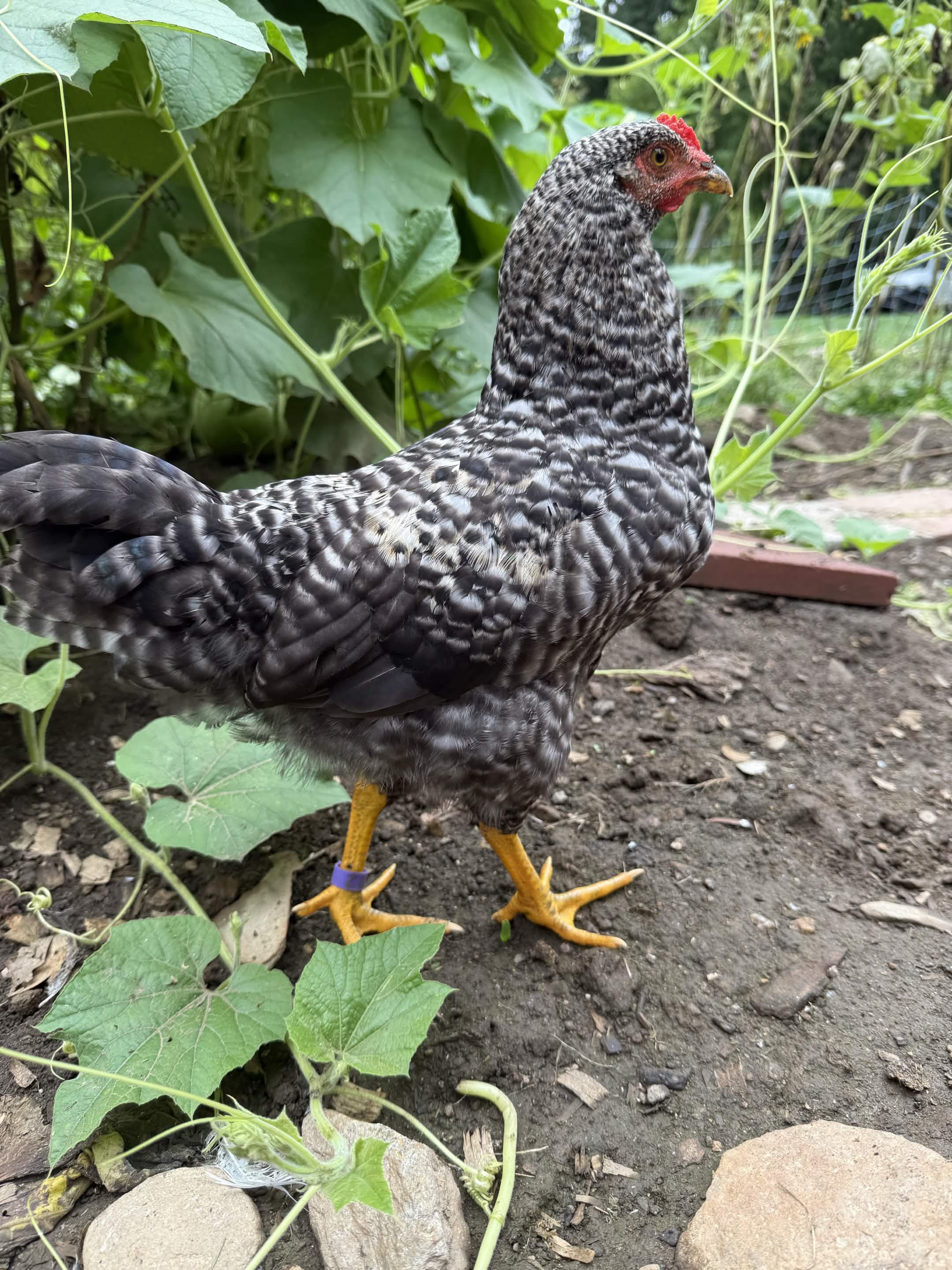 A black-and-white speckled hen stands alert, eye fixed on camera, comb bright red, legs yellow with a purple.