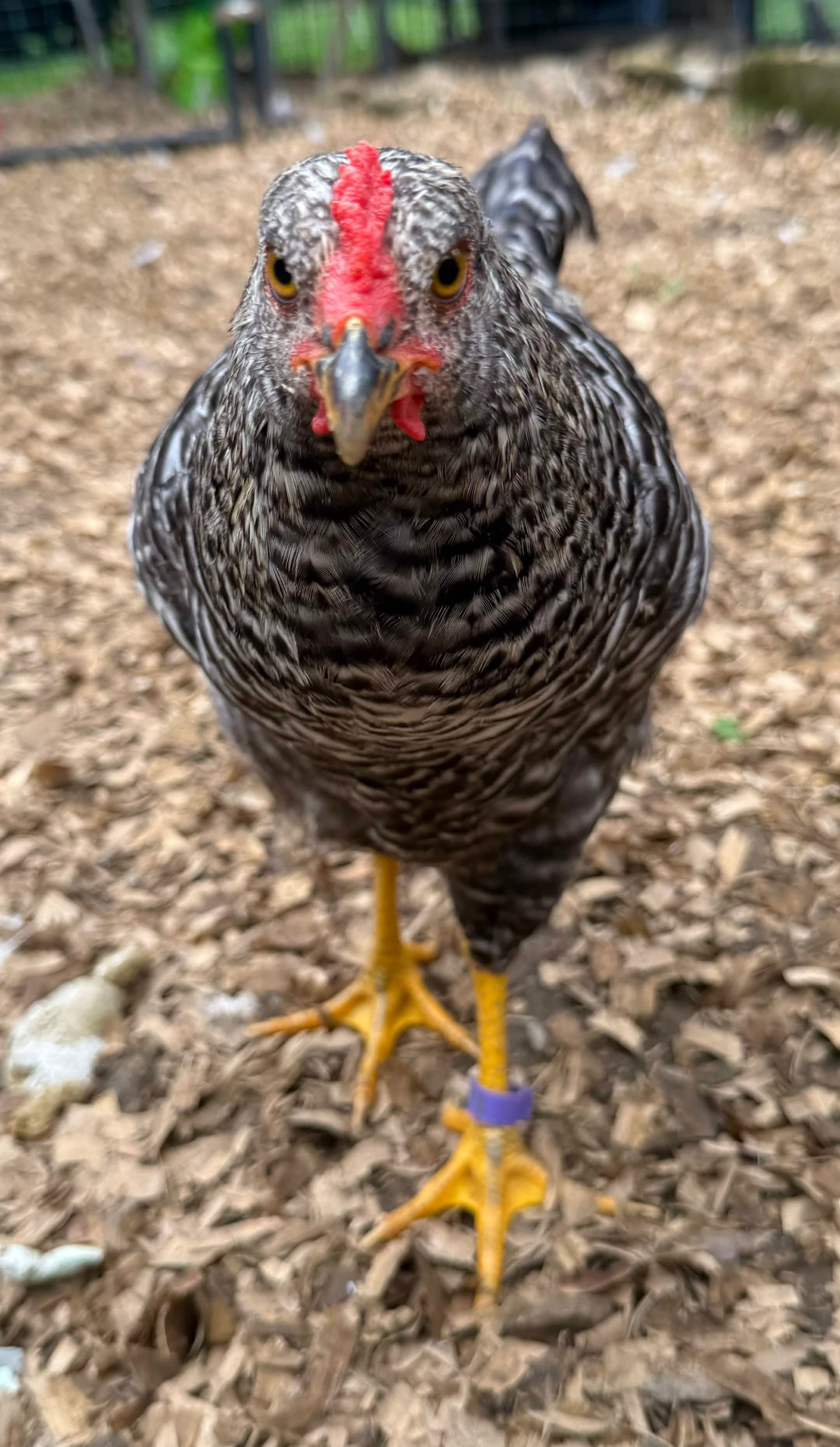 A dark-feathered chicken with red comb and yellow feet stares directly into the lens, feathers crisp and detailed.