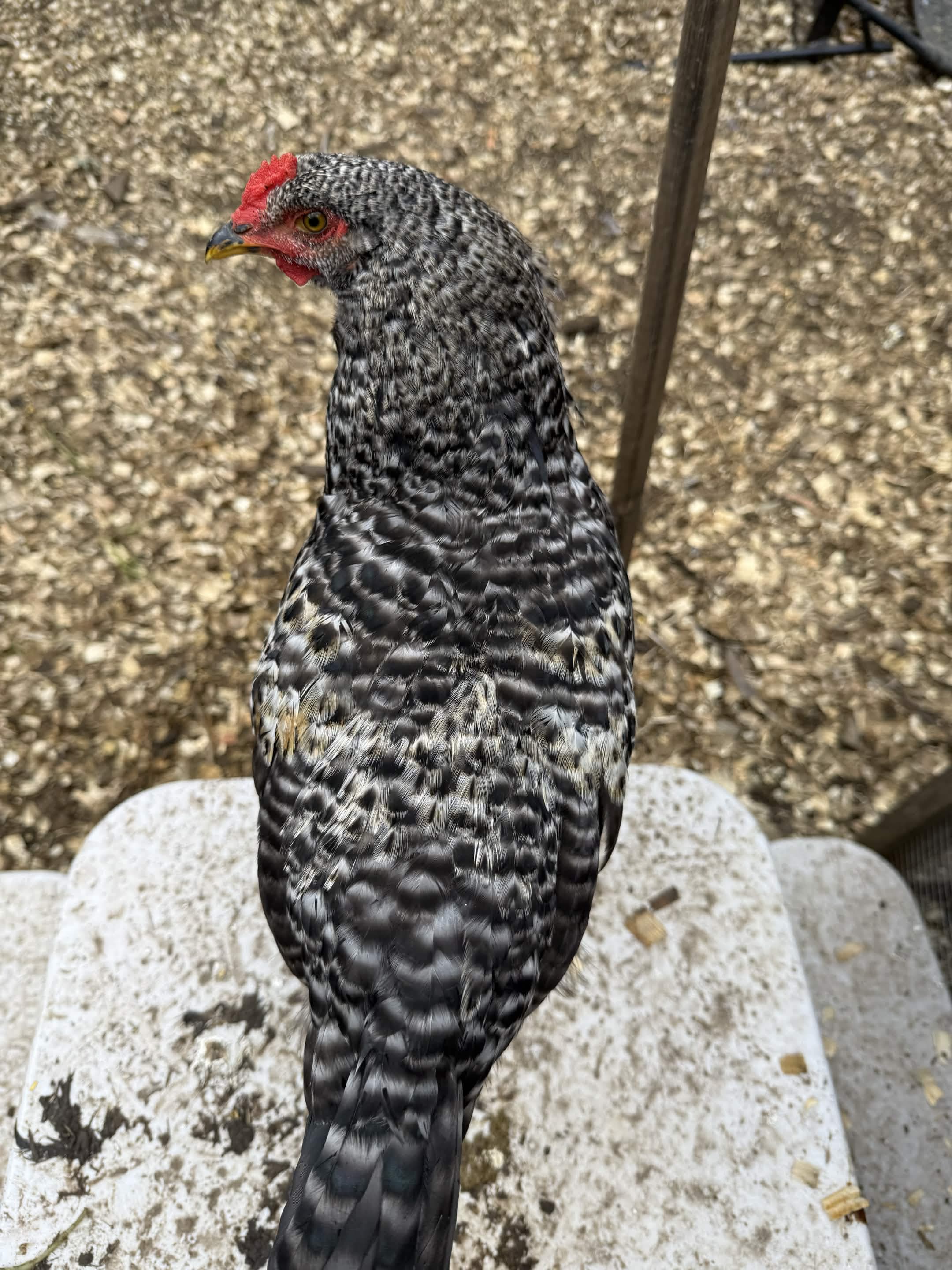 A speckled adult chicken with red comb and yellow eye stands alert, feathers detailed and clear.