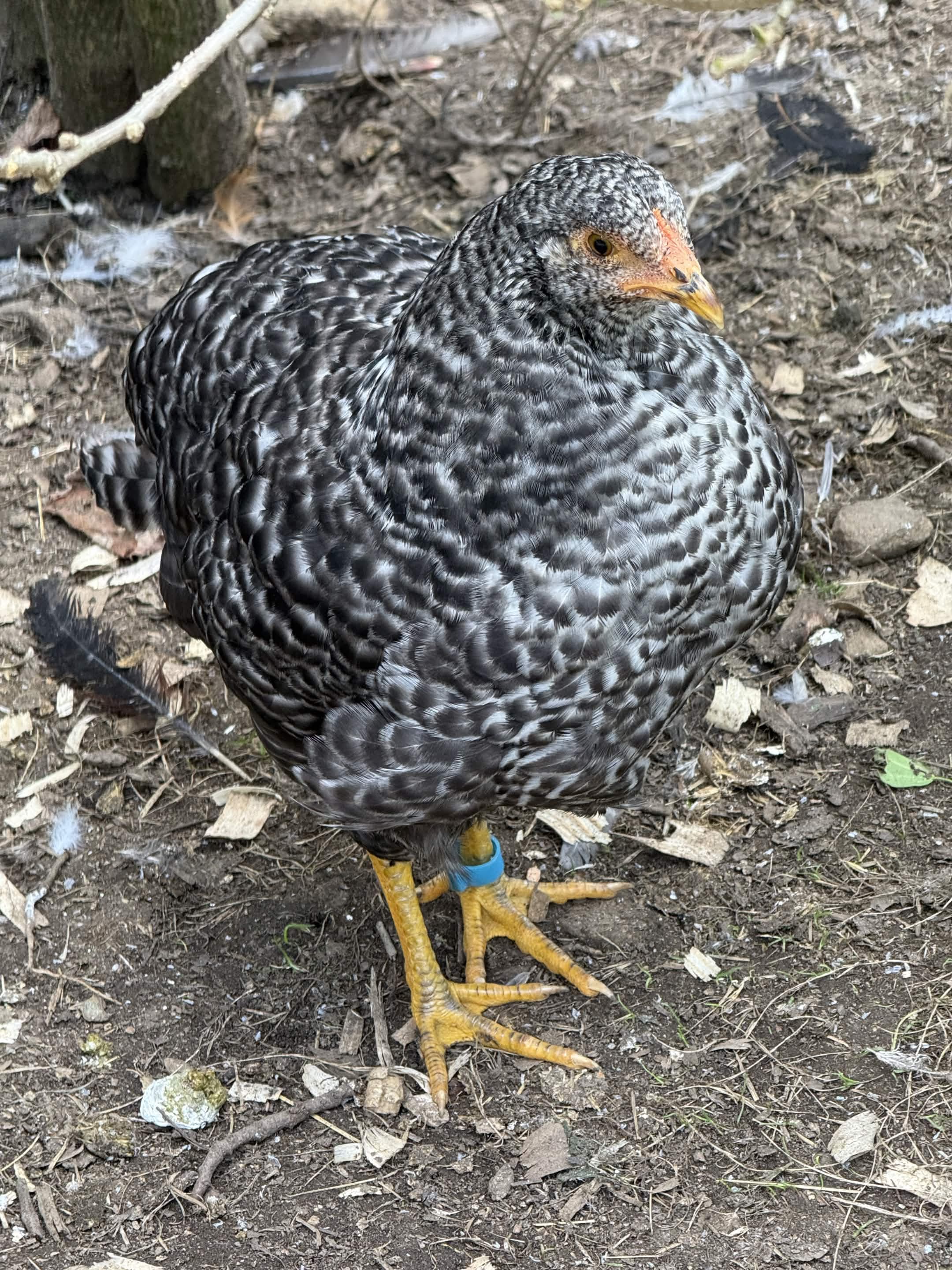 A black-and-white barred hen looks directly into the lens, comb bright orange, eye alert and clear.
