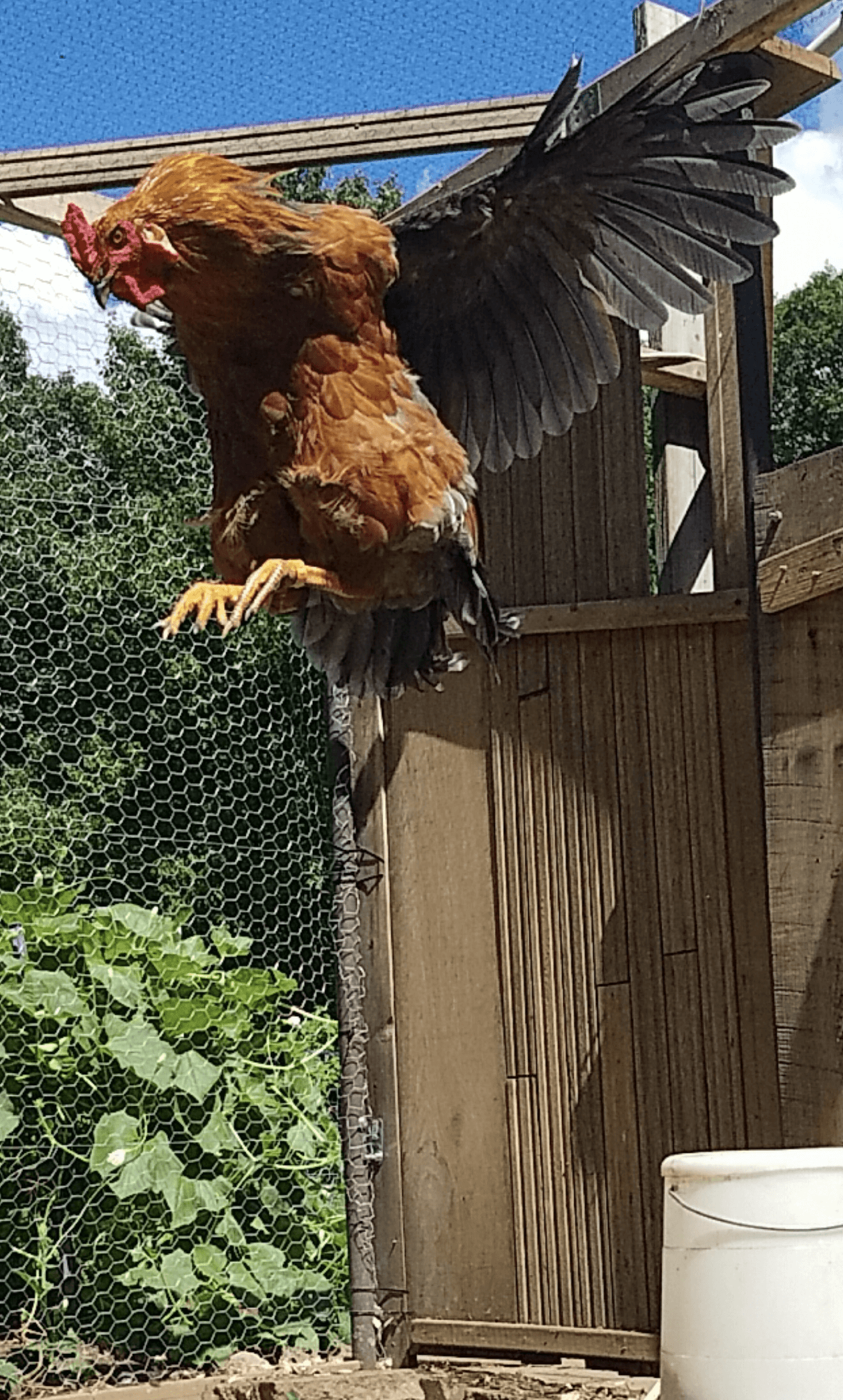 A rooster with golden-brown feathers and a red comb leaps mid-air, wings spread wide, eye locked on the camera.