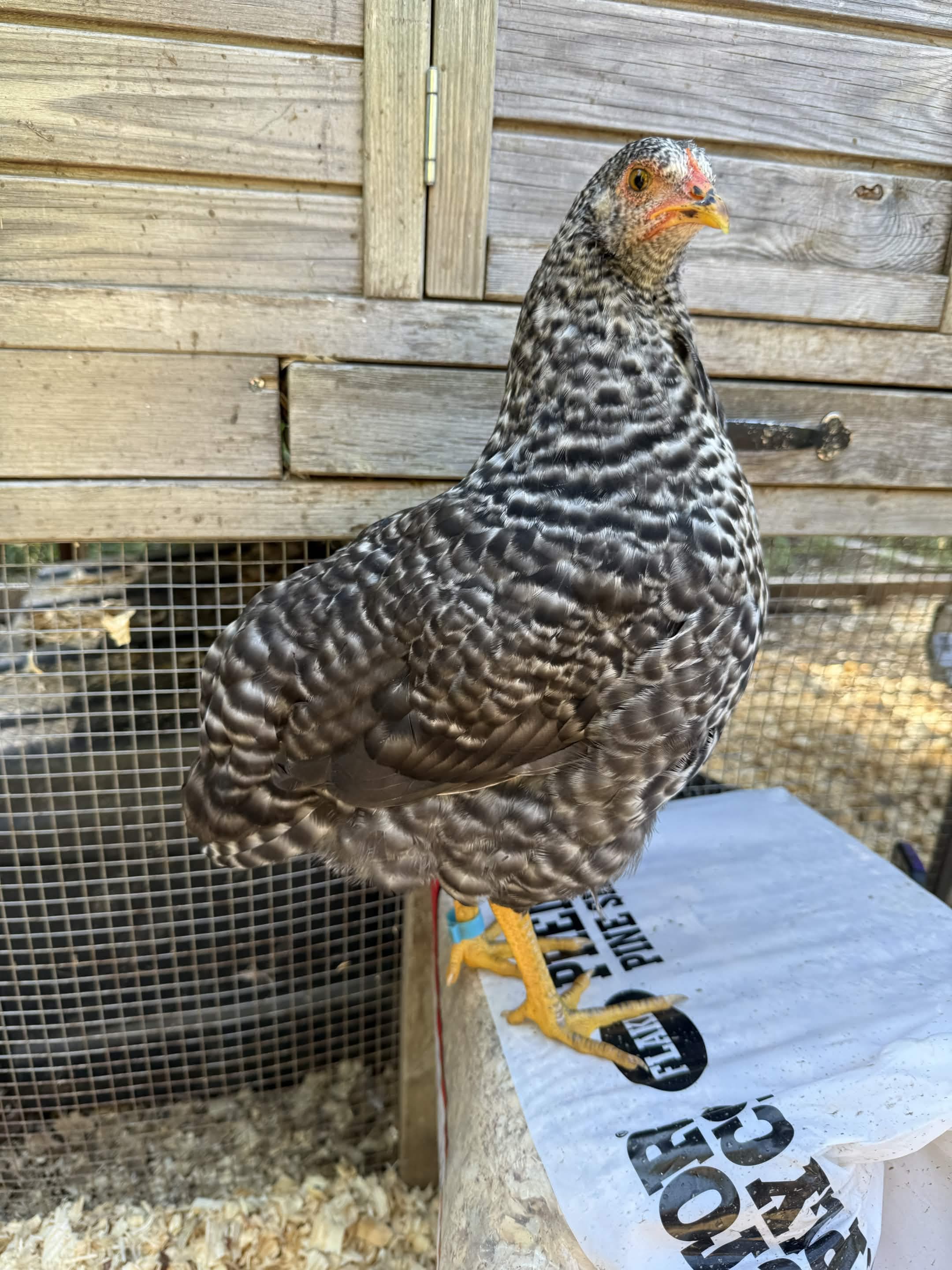 A speckled adult chicken perches on a bag, eyeing the camera with a calm gaze.