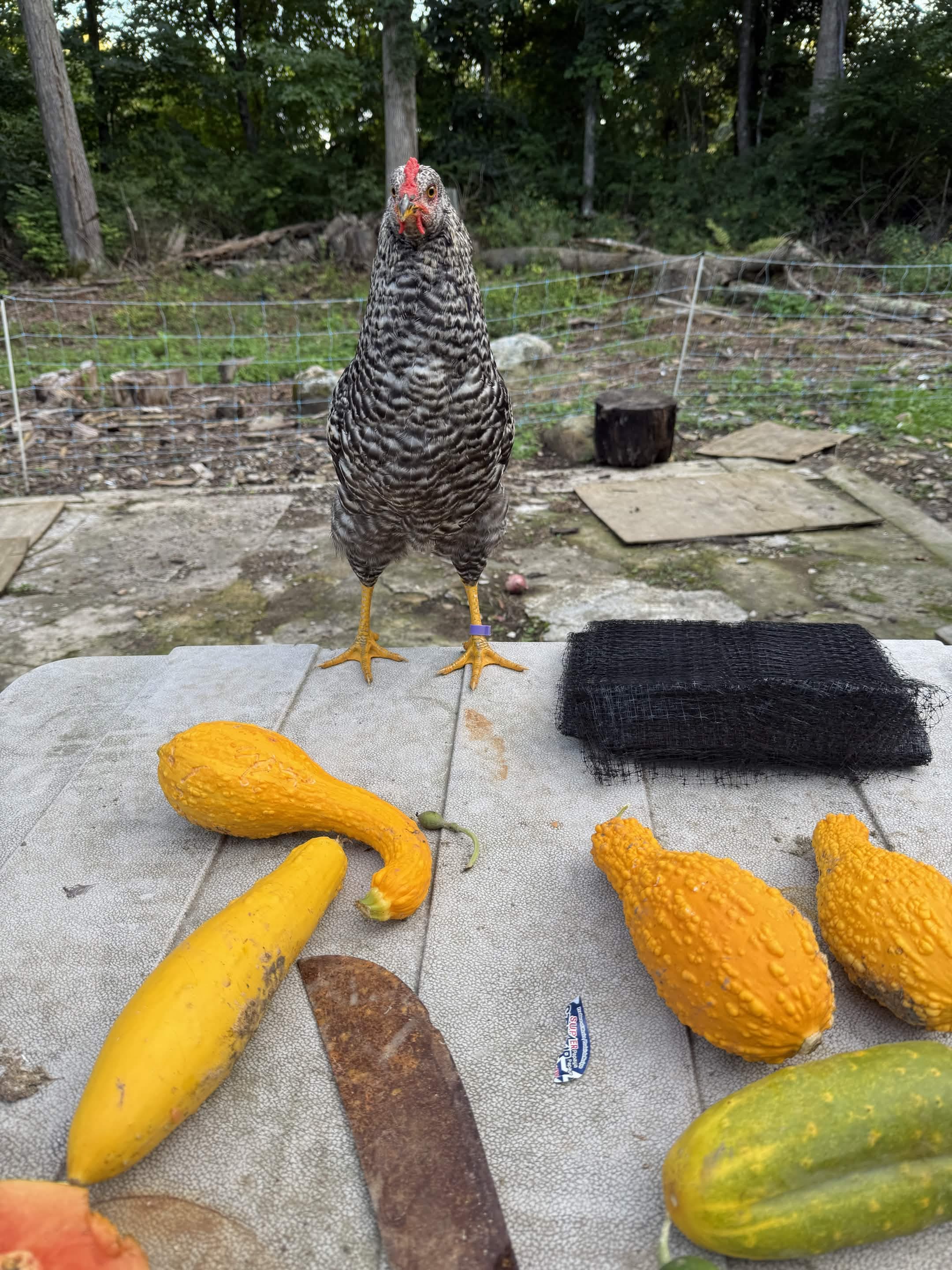A black-and-white barred hen stands on a table, looking straight into the lens with bright red comb and yellow feet.