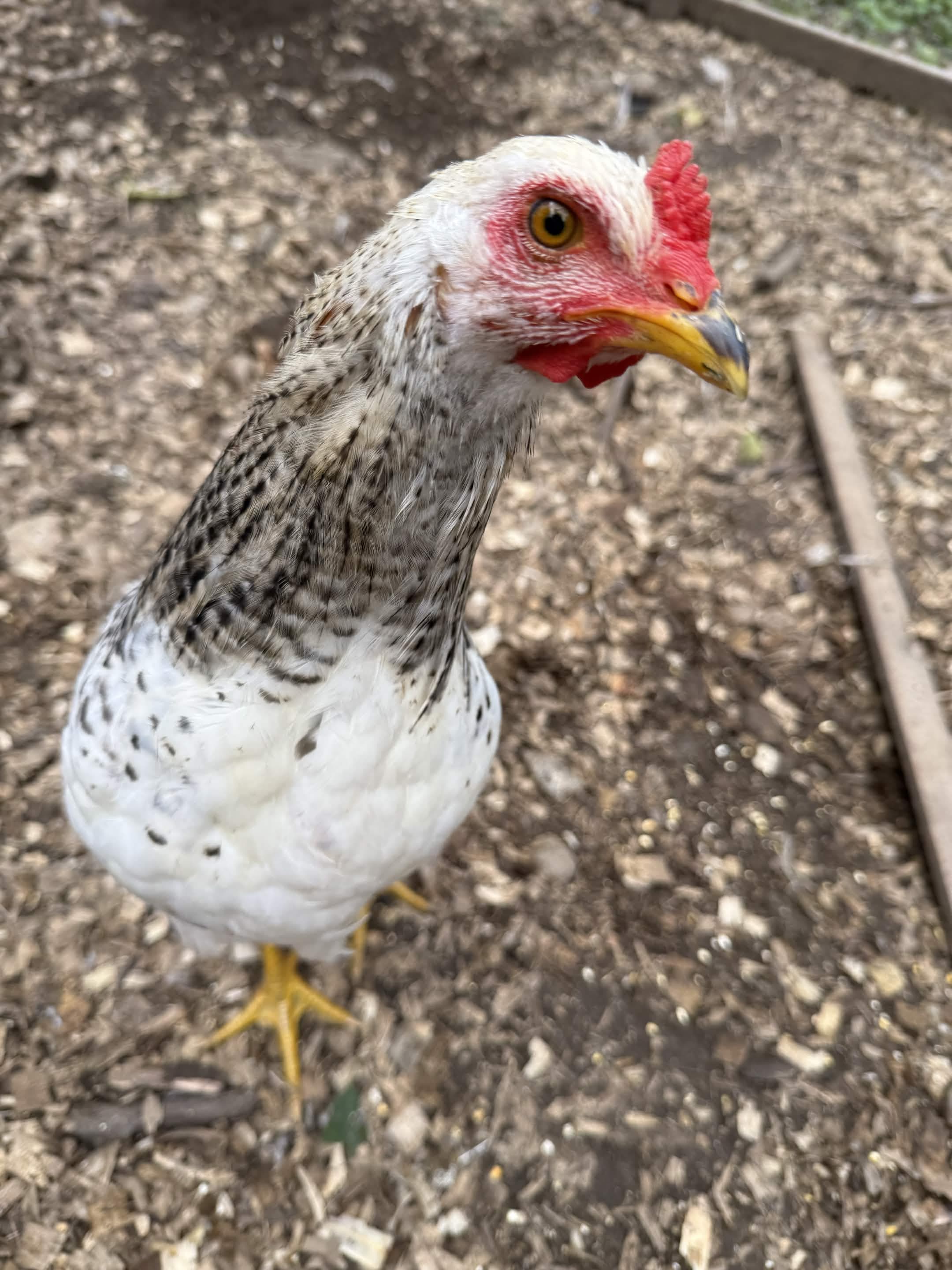 A white chicken with black speckles and red comb looks straight into the lens, eye bright and alert.