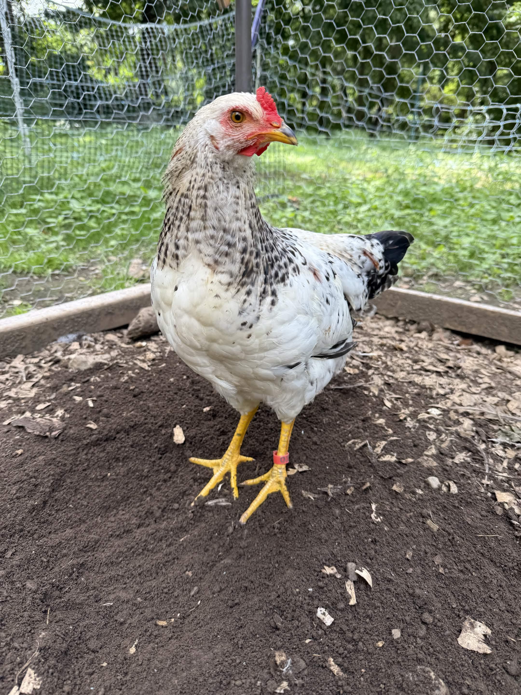 A white-and-black speckled hen stands in the yard, eyeing the camera with a red comb and yellow feet.