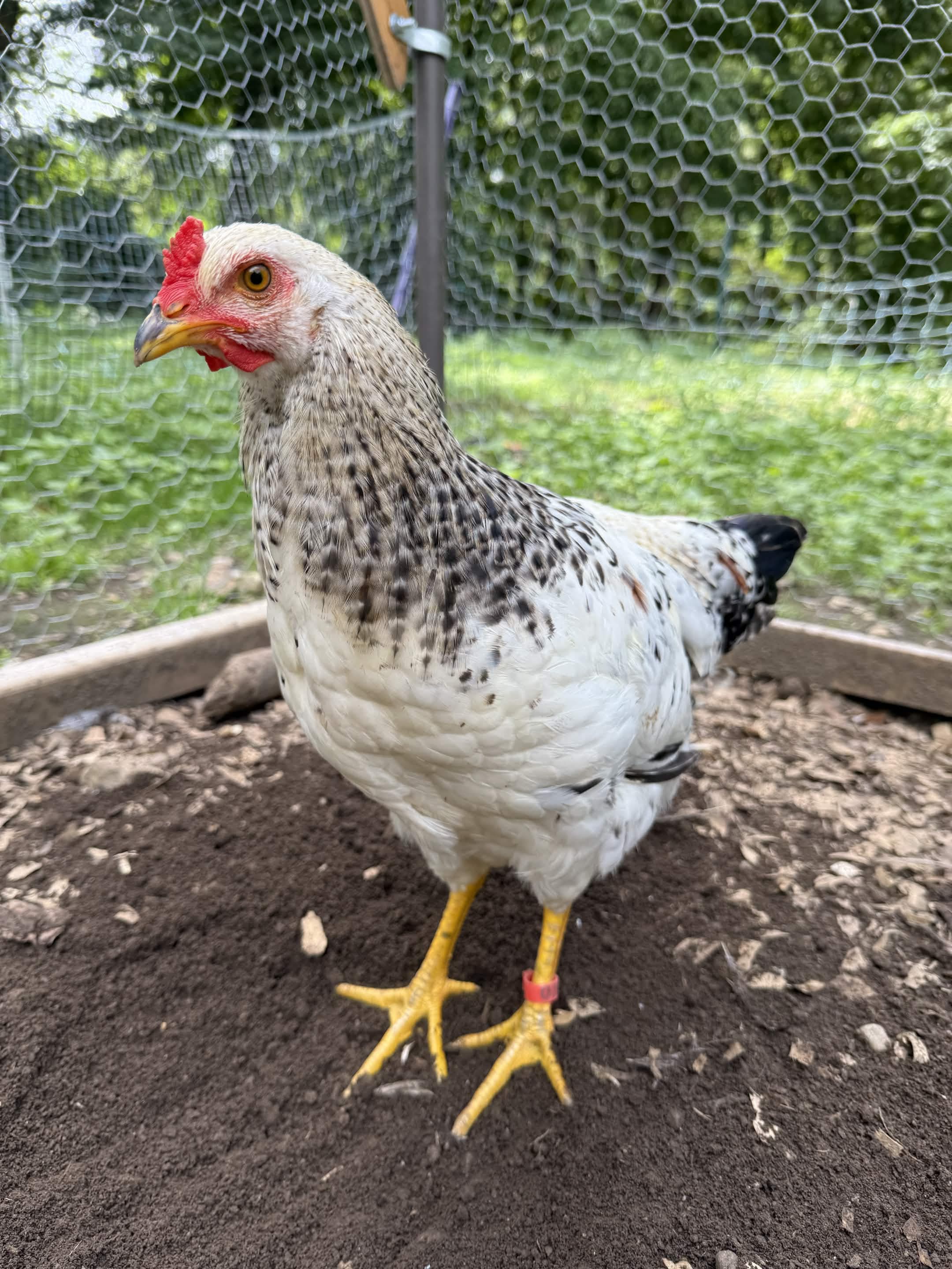 A speckled white and black hen stands in profile, eye alert and comb bright red.