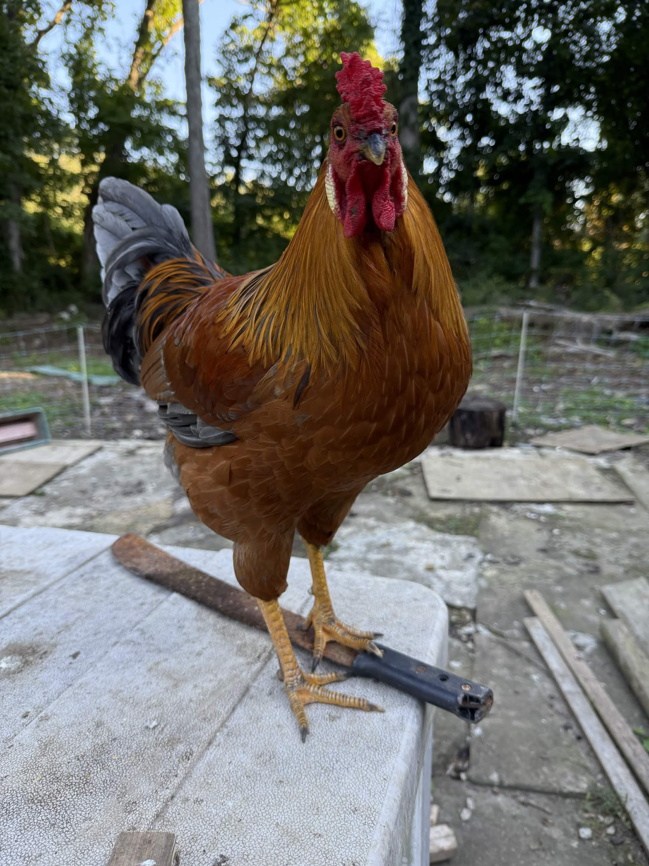 Birddor, model avatar