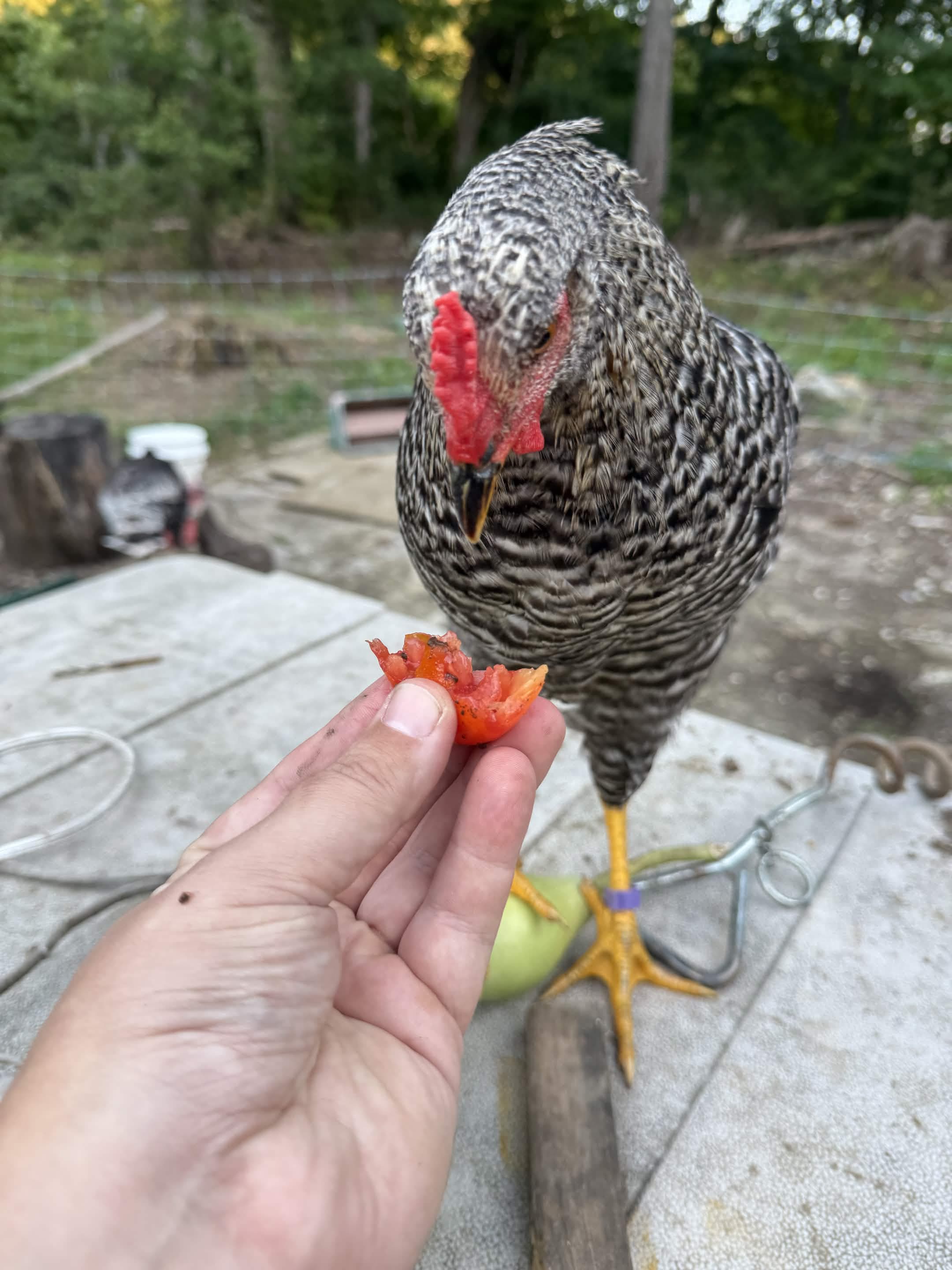 A speckled chicken with a red comb pecks at a tomato slice held by a hand.