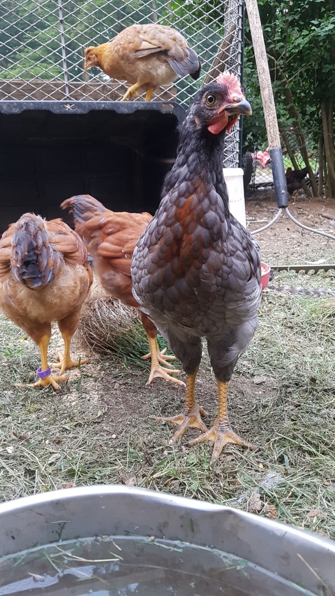 Mid-July in Birdcatraz — background of Henriella's portrait, alongside Birdsilla (Boss-identified)