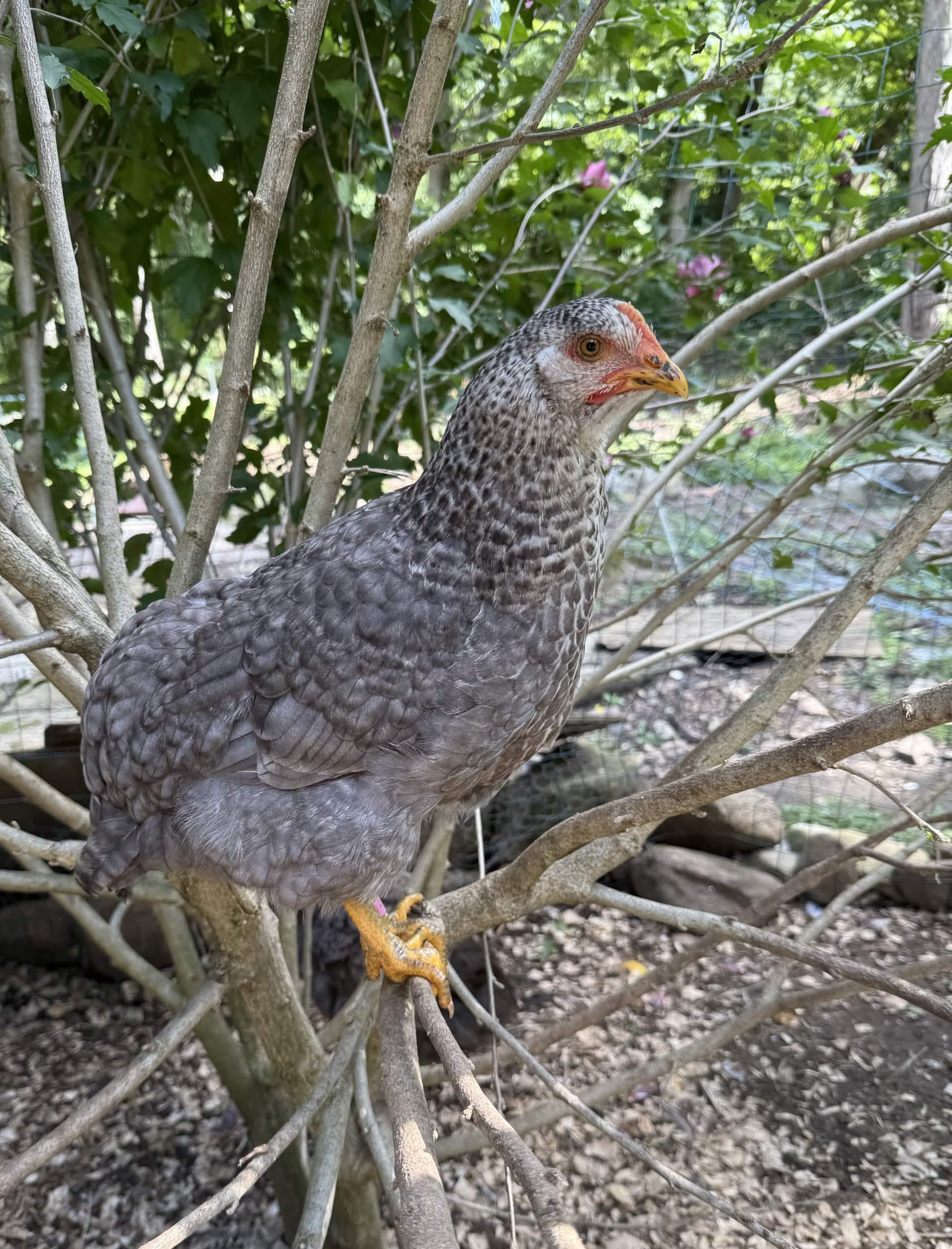A speckled grey hen perches on a branch, eyeing the camera with a calm gaze.
