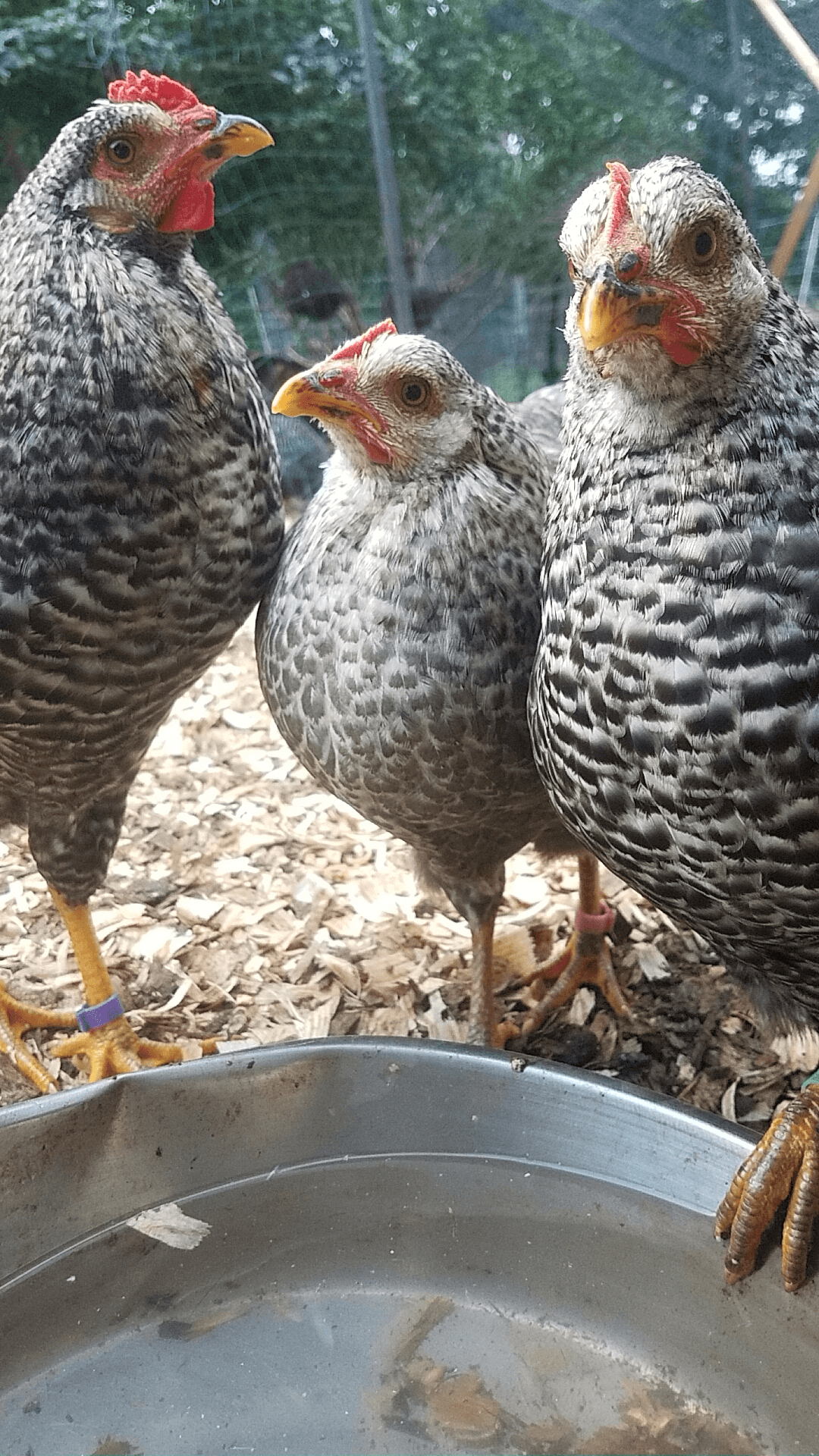 Left to right: Henridot (purple band), Henriessa (pink band) and Ingebird (green band) at the waterer — S7 cam. Three birds, three bands; Henriessa's pink band is on the middle bird, Ingebird's green on the right.
