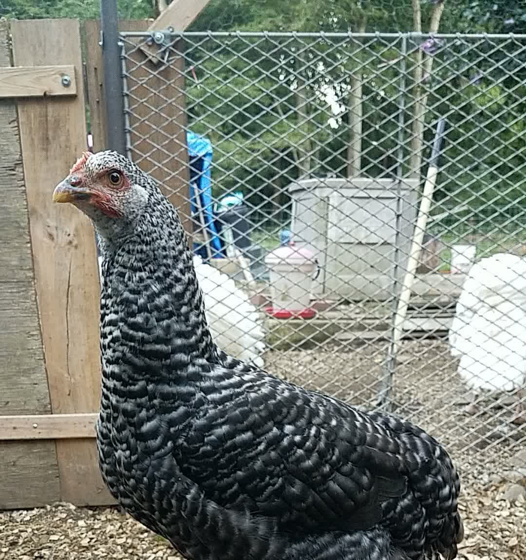 A black-and-white barred chicken looks straight into the lens, comb bright red.