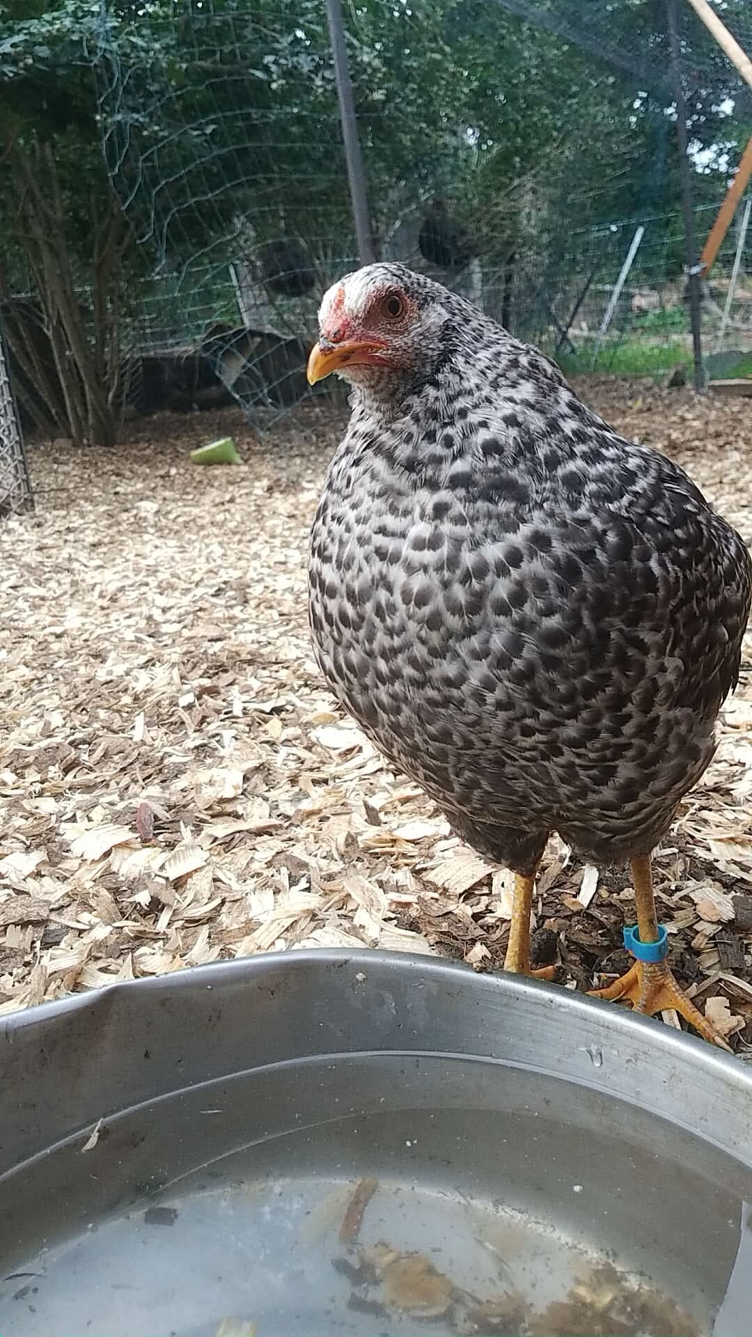 A speckled adult chicken with a red comb and yellow beak stares directly into the lens, standing near a water bowl.