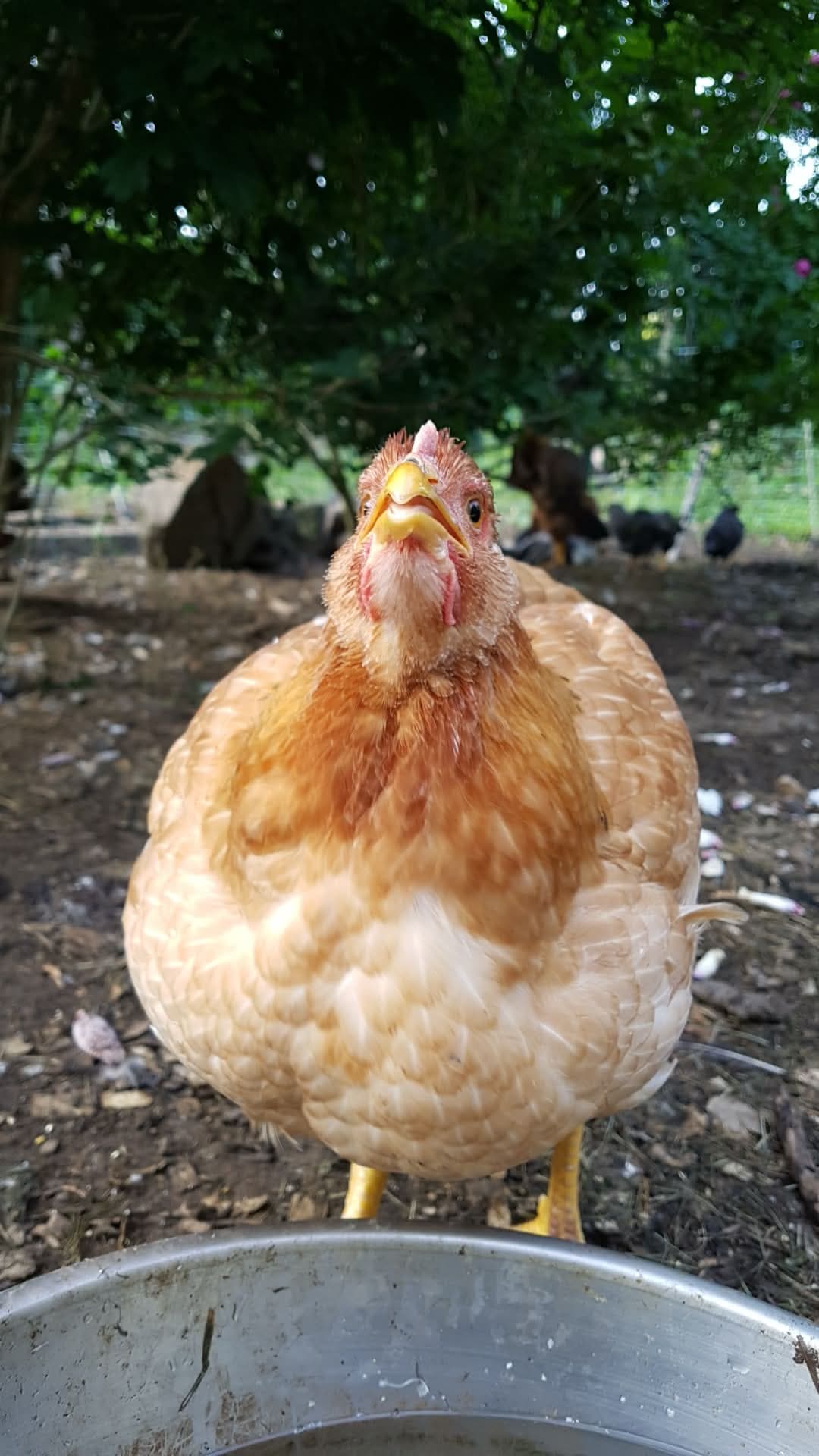 Chonkette