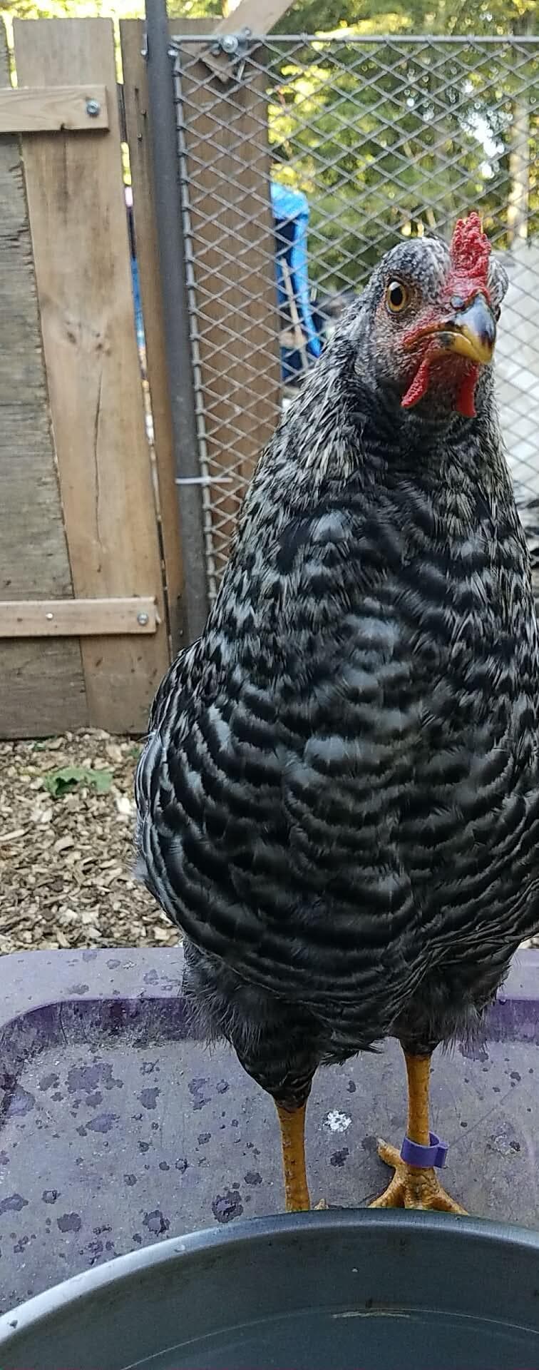 A black-and-white barred hen looks straight into the lens, comb bright red.
