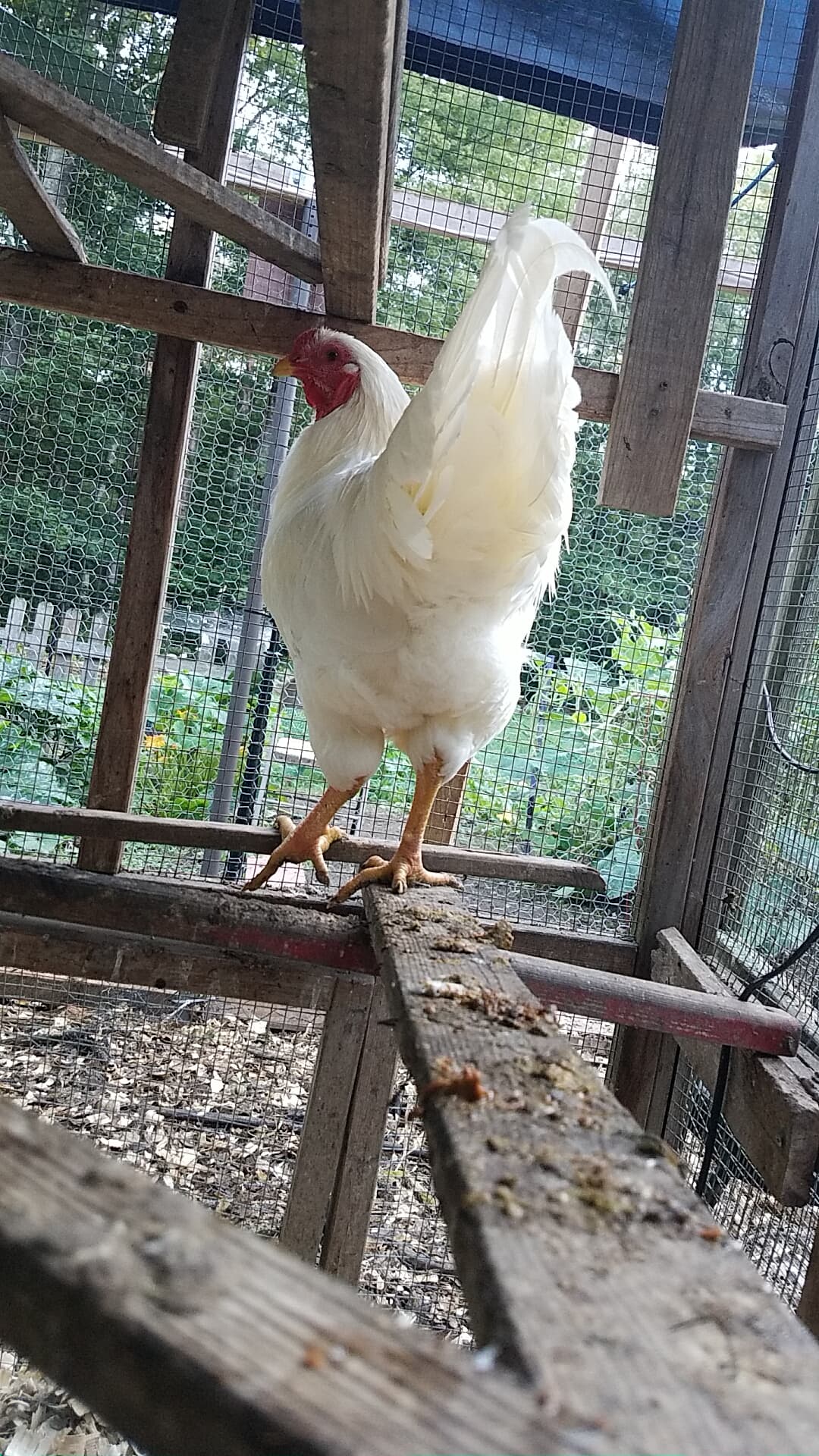 Nine Roosters, and Rising