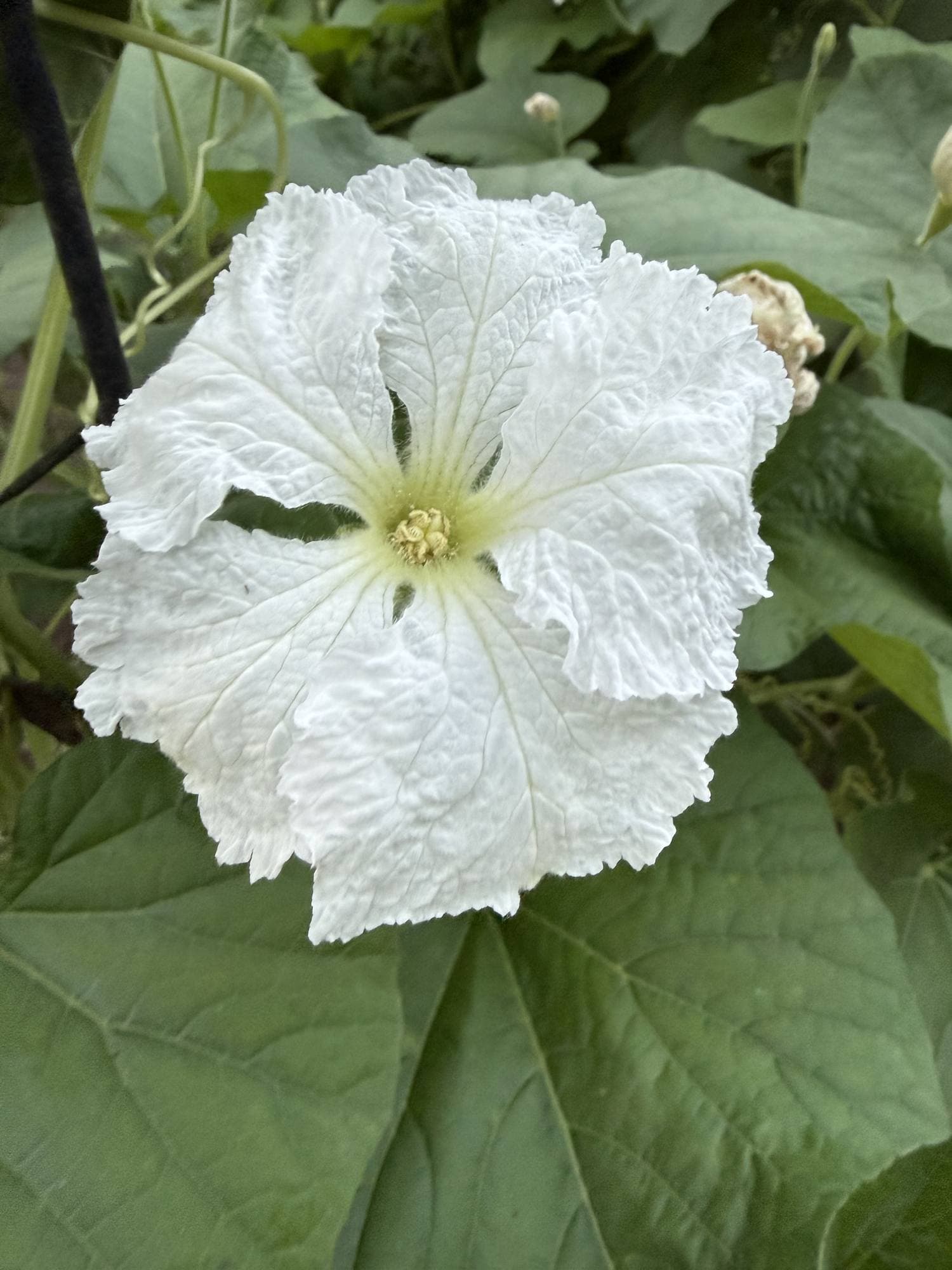A white, crinkled bottle gourd flower against large green leaves.