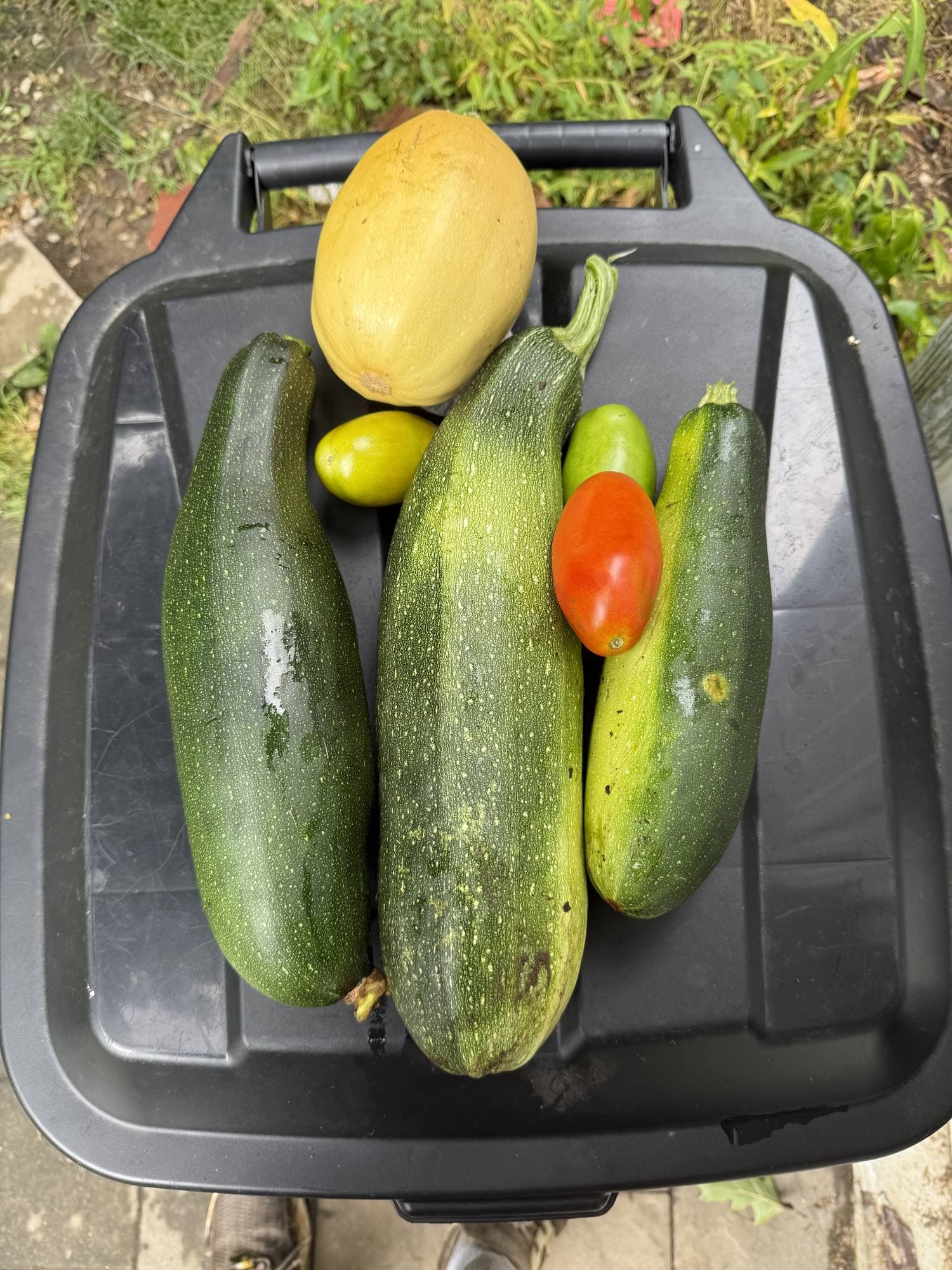 Zucchini, a spaghetti squash and a few red and green tomatoes laid out on the lid of a black tote.
