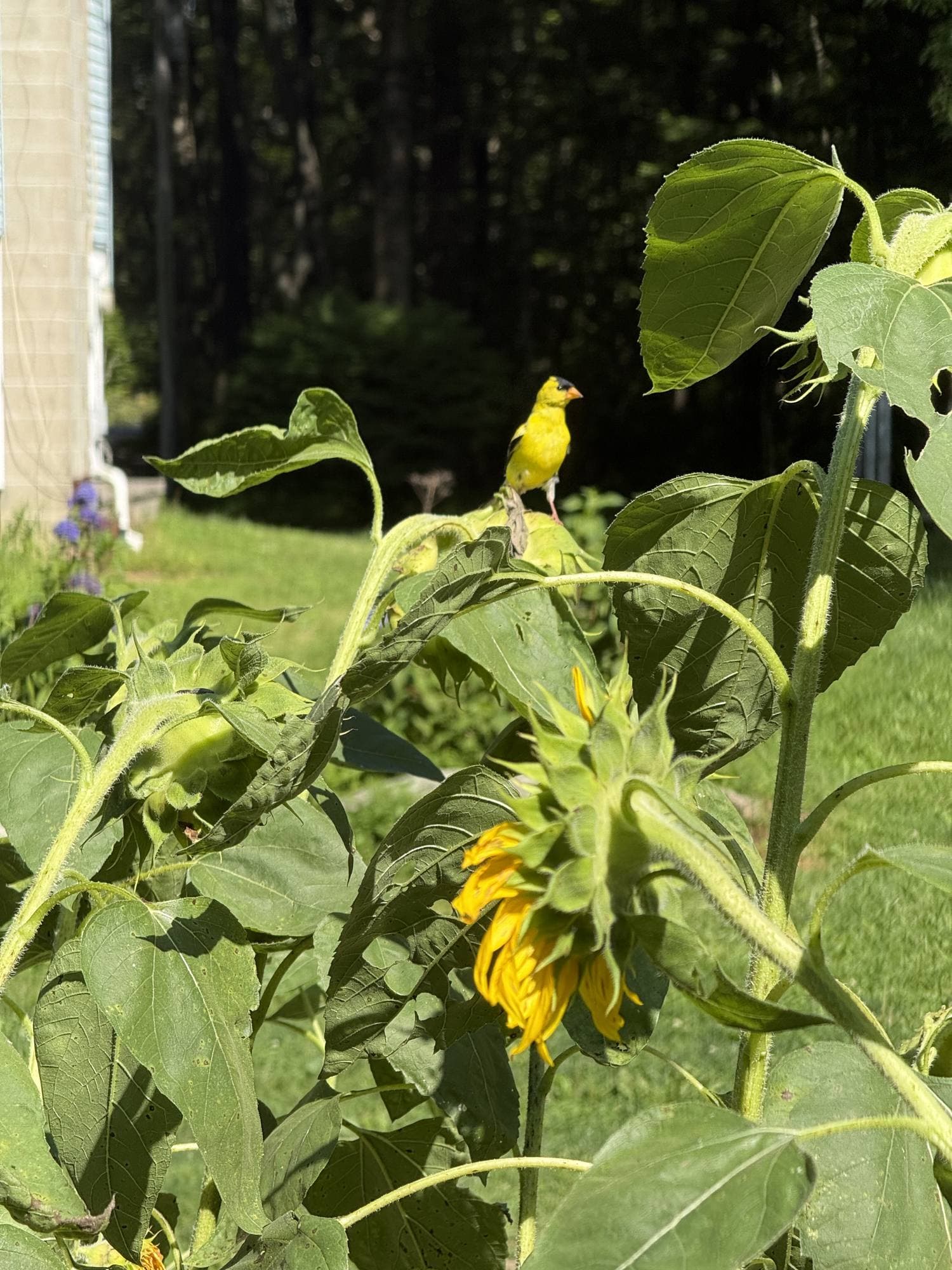 A yellow goldfinch perched at the top of a sunflower plant.